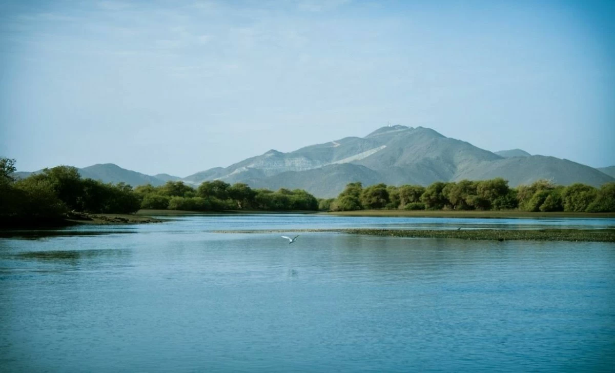 Kingfisher Retreat, nestled in Kalba's mangrove reserve, offers luxury tents that minimize ecological impact while connecting guests with nature.