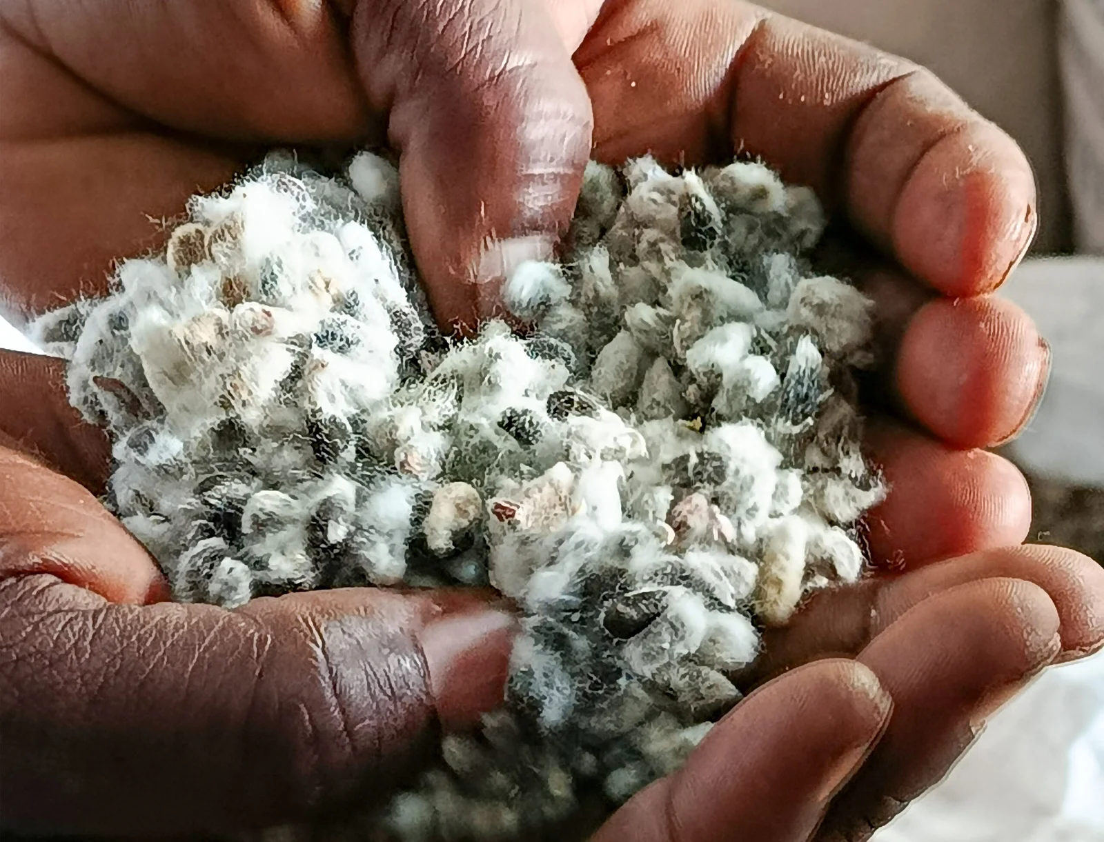 Zimbabwe's Rural Economy Sees Growth Through Cottonseed Processing