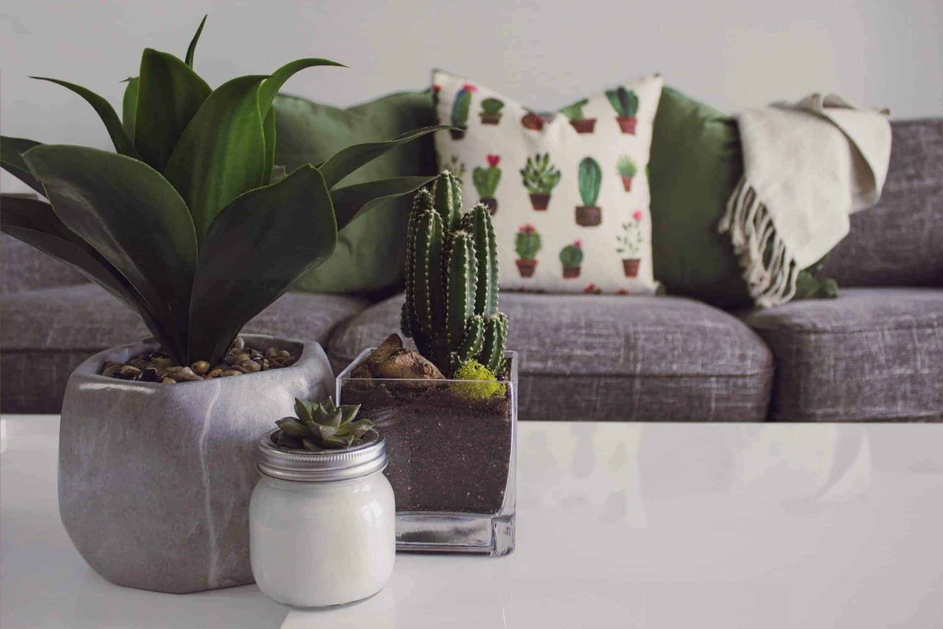 furnished room with white table and cactus plants