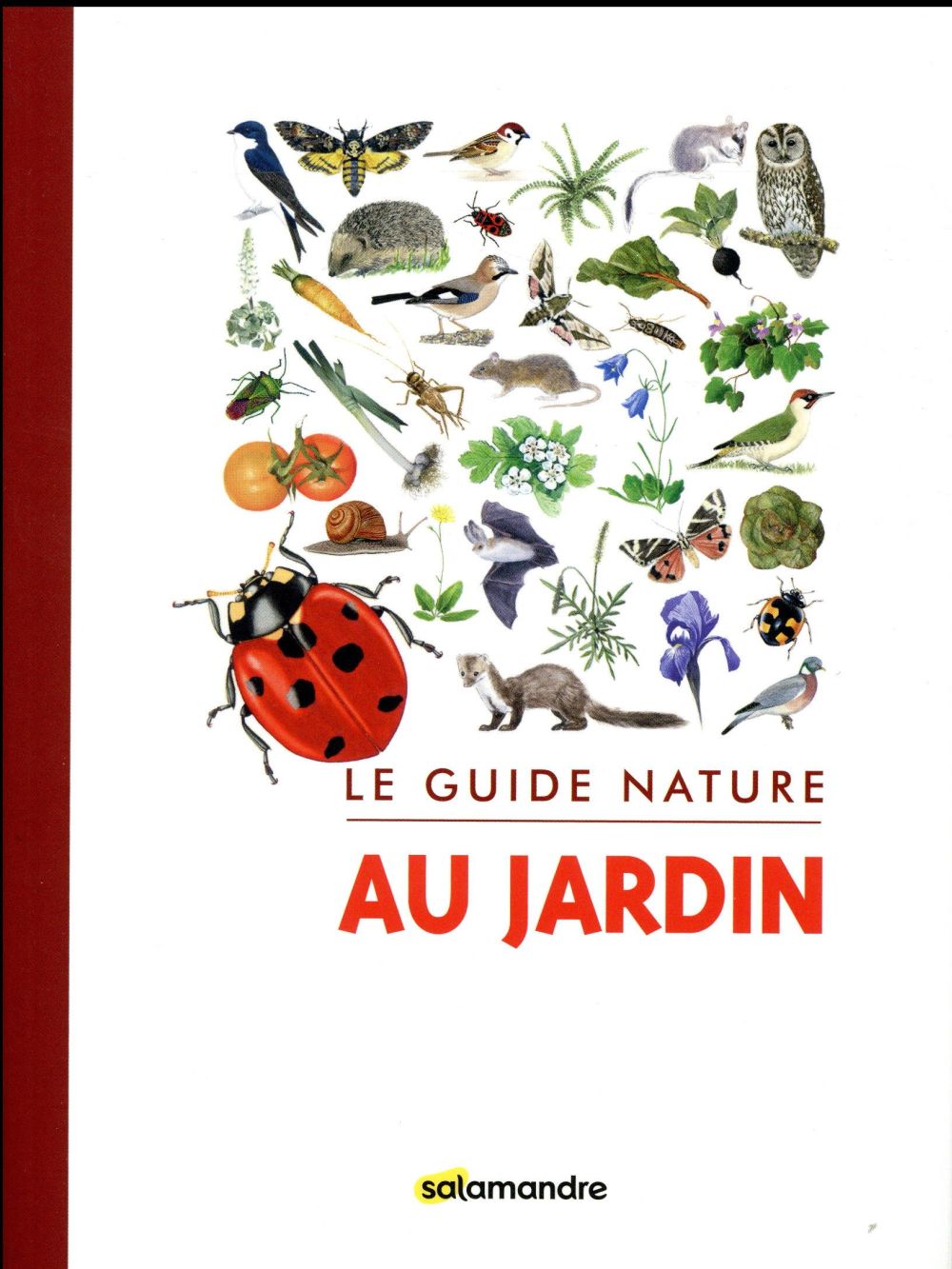 Champignons des forêts – Les petits livres de la nature - e-Librairie  Forêt.Nature/Salamandre