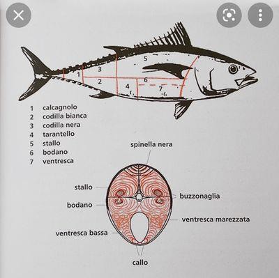 Thon rouge  Guide des espèces