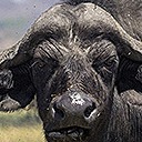 Safaris - Buffles