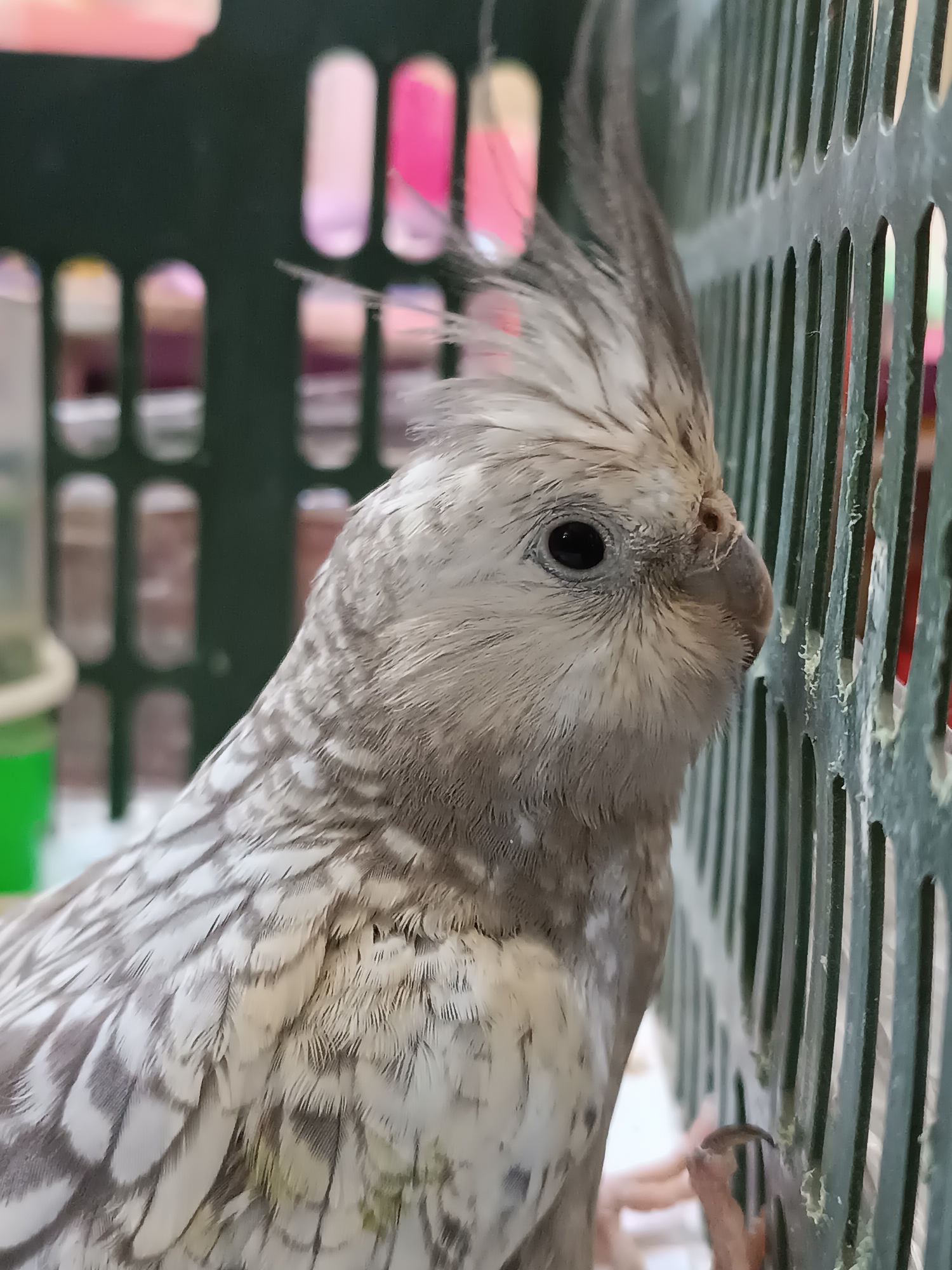 Backyard life in Dangir: pet birds, chickens, and a pomegranate tree