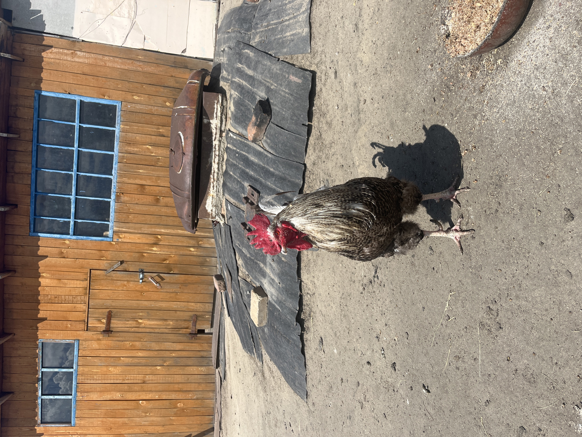 Summer garden life documented in rural Russian village