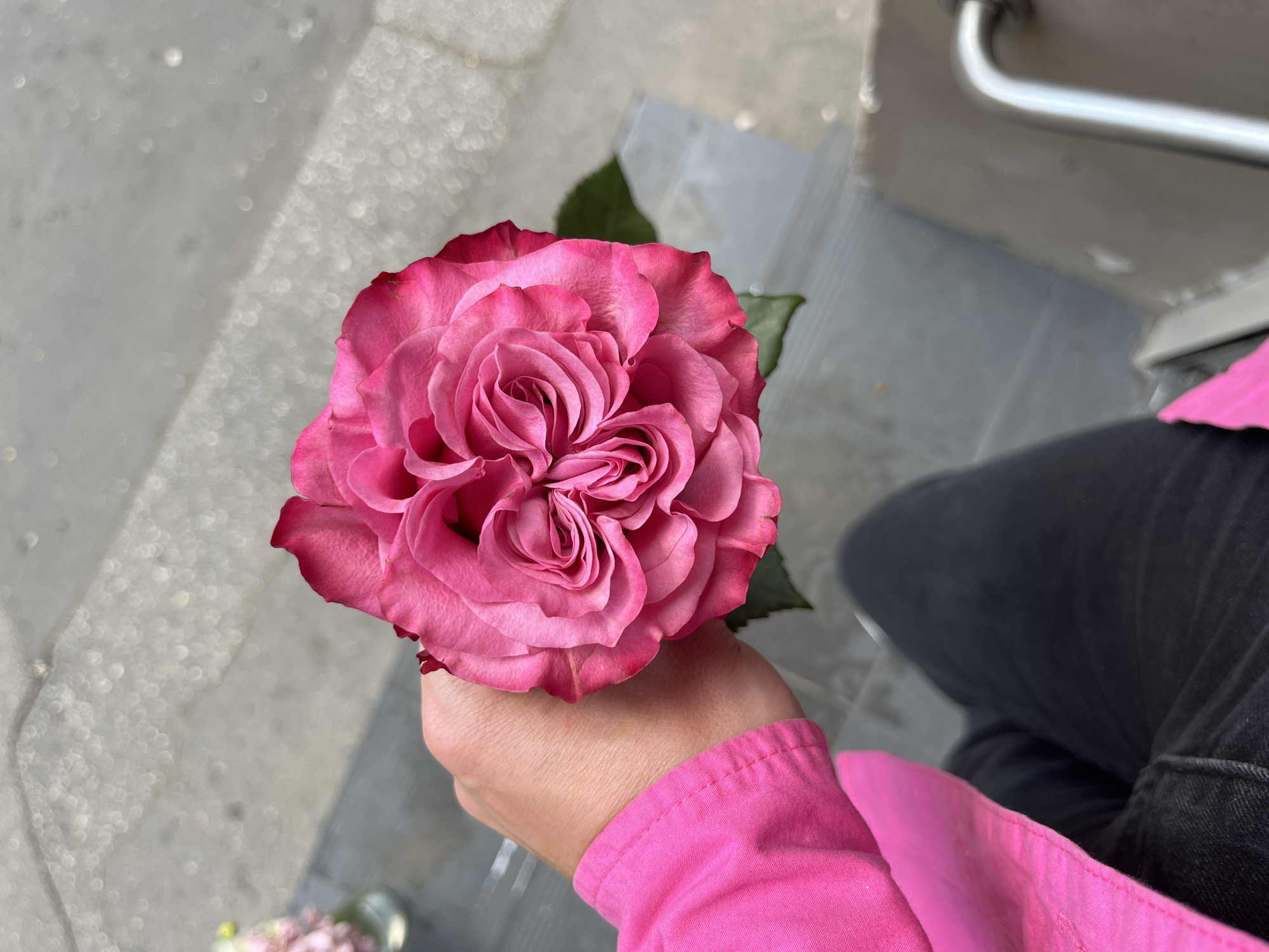 Pink rose takes center stage across a Kraków afternoon