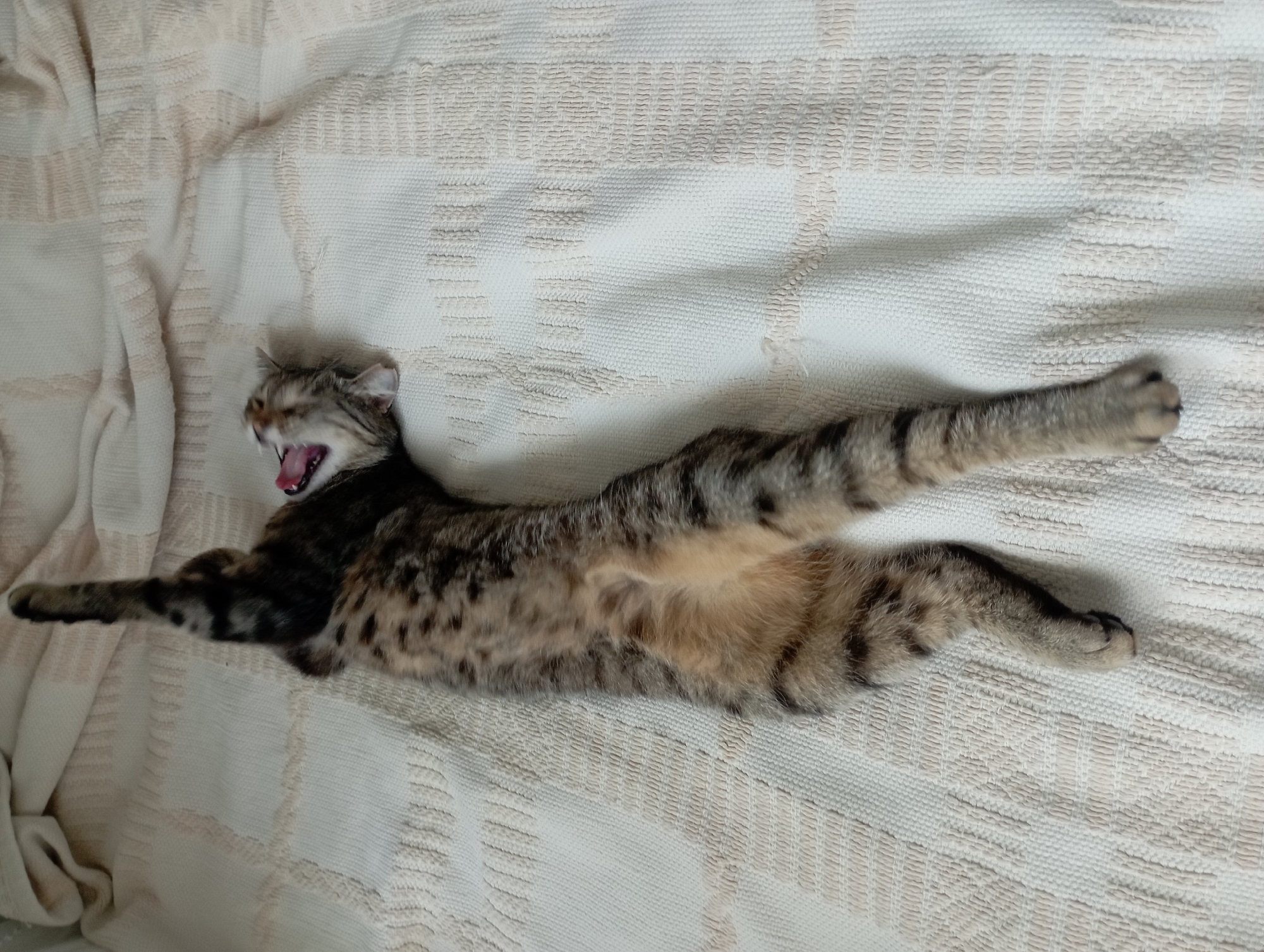 Tabby cat documented sleeping and being petted on blanket
