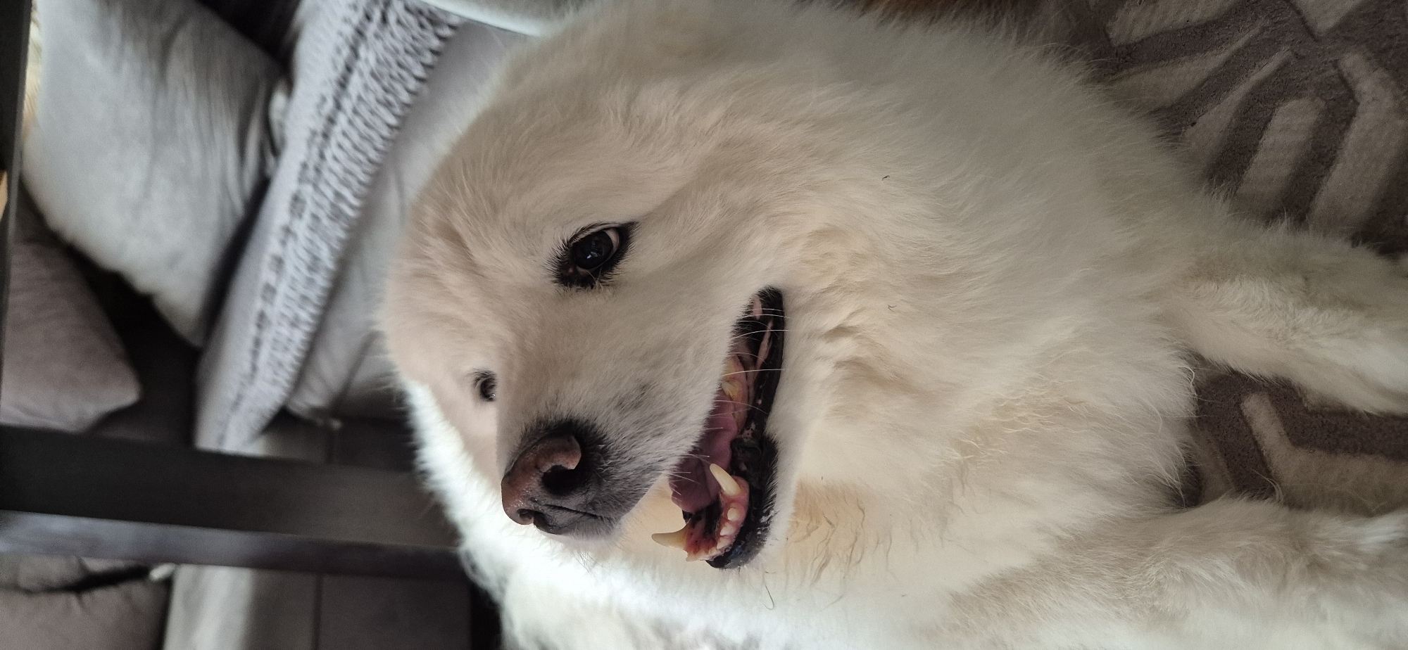 White Samoyed photographed lying on back, mouth open