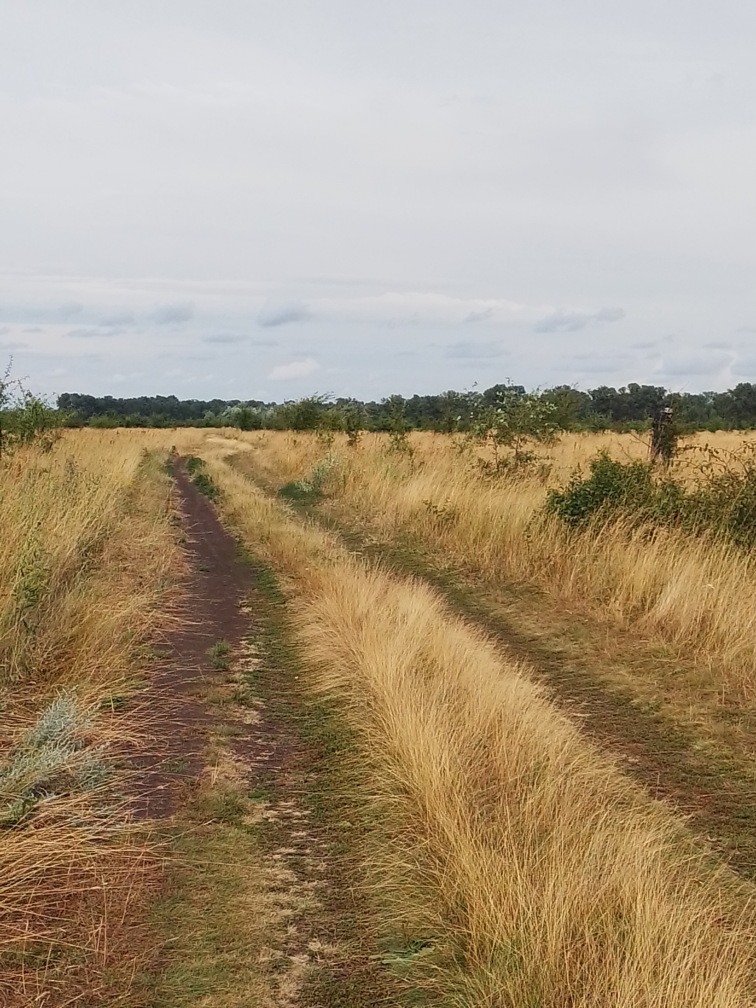 Wildflowers, wild strawberries, and dirt roads in rural Ukraine