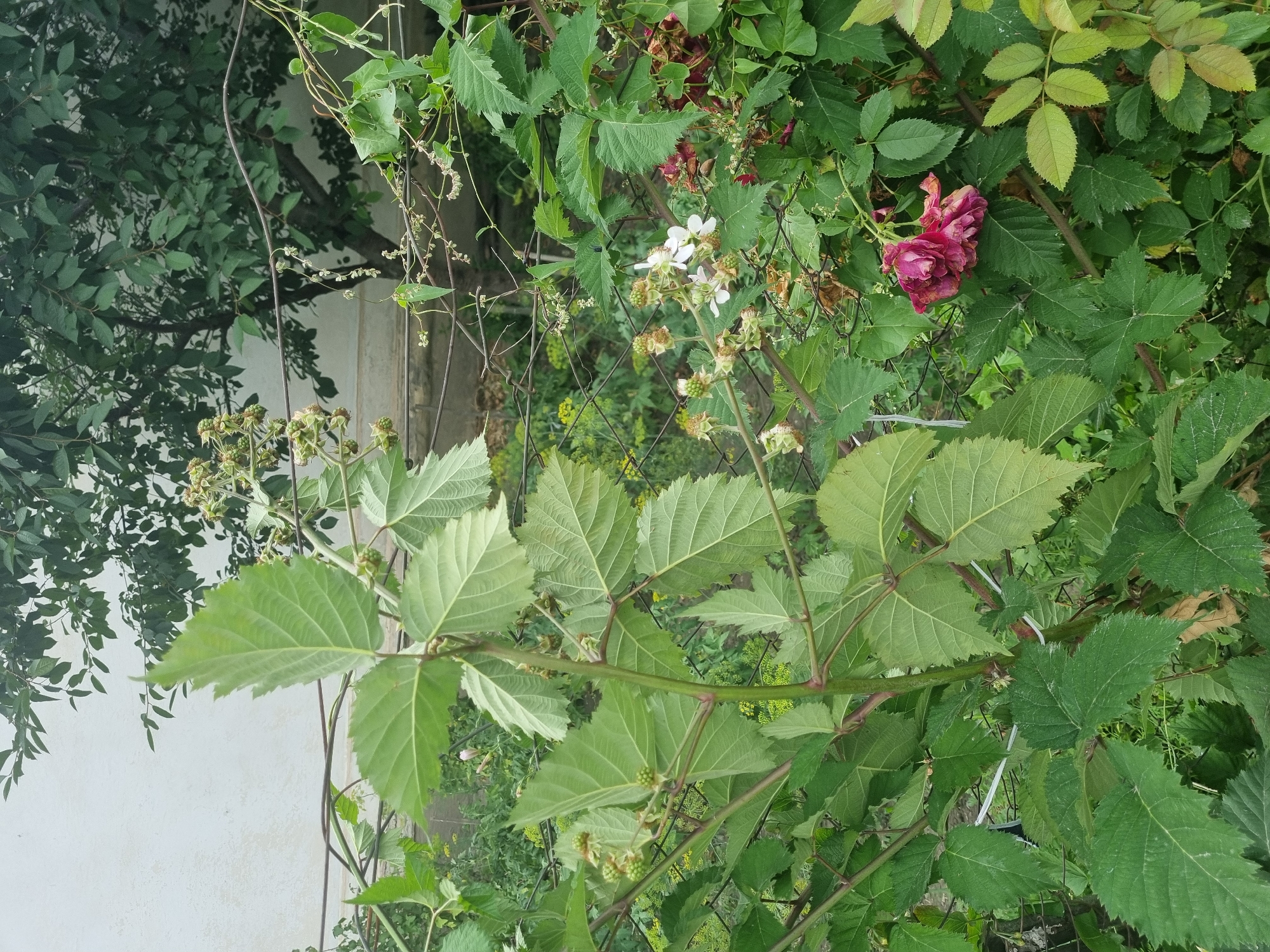Gardens and gritty streets under a grey sky