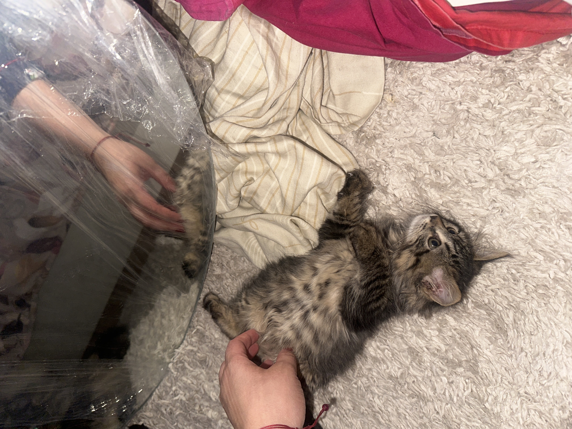 Kittens play on carpet in Marrakesh home Thursday morning