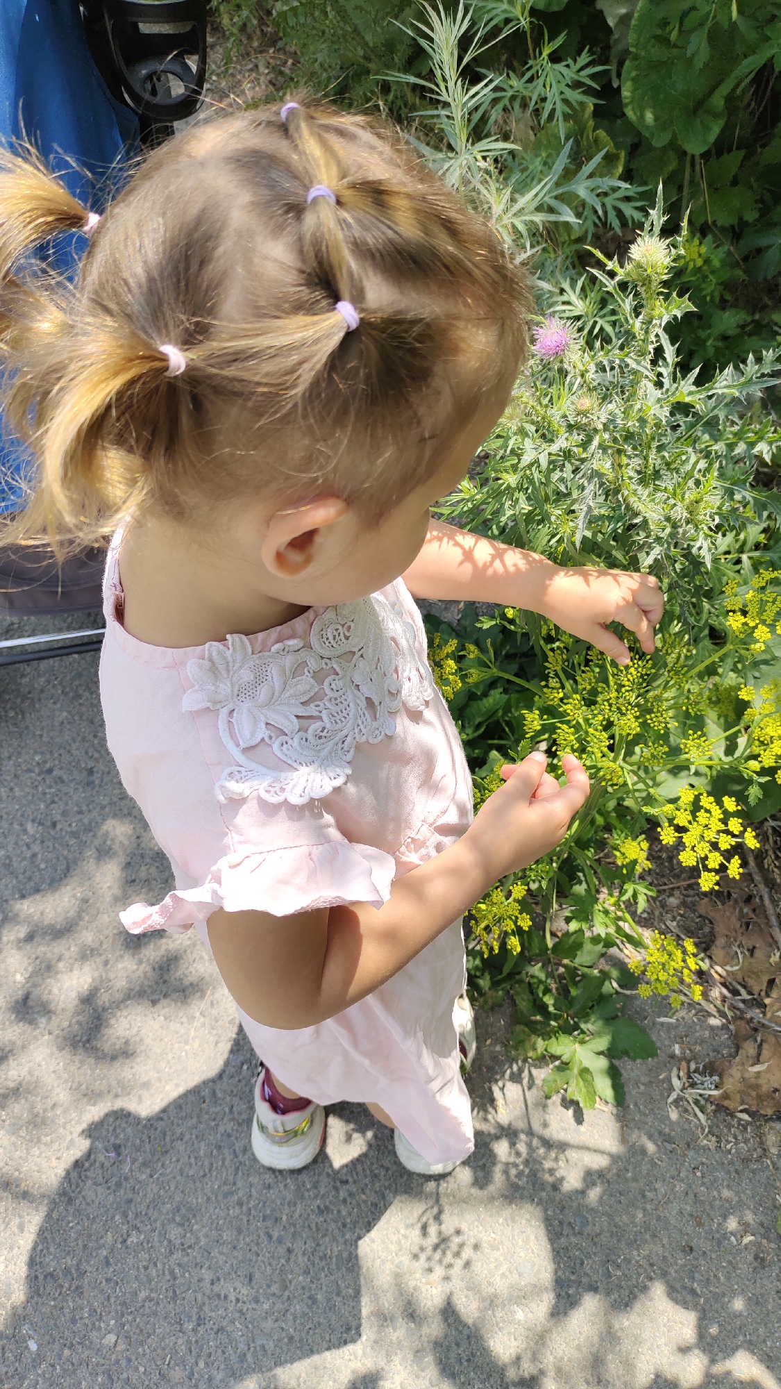 Toddler discovering wildflowers along a garden path