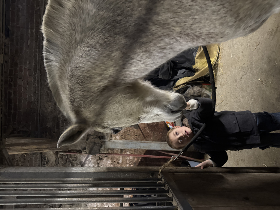 Child bonds with grey horse during stable visit in Belgium