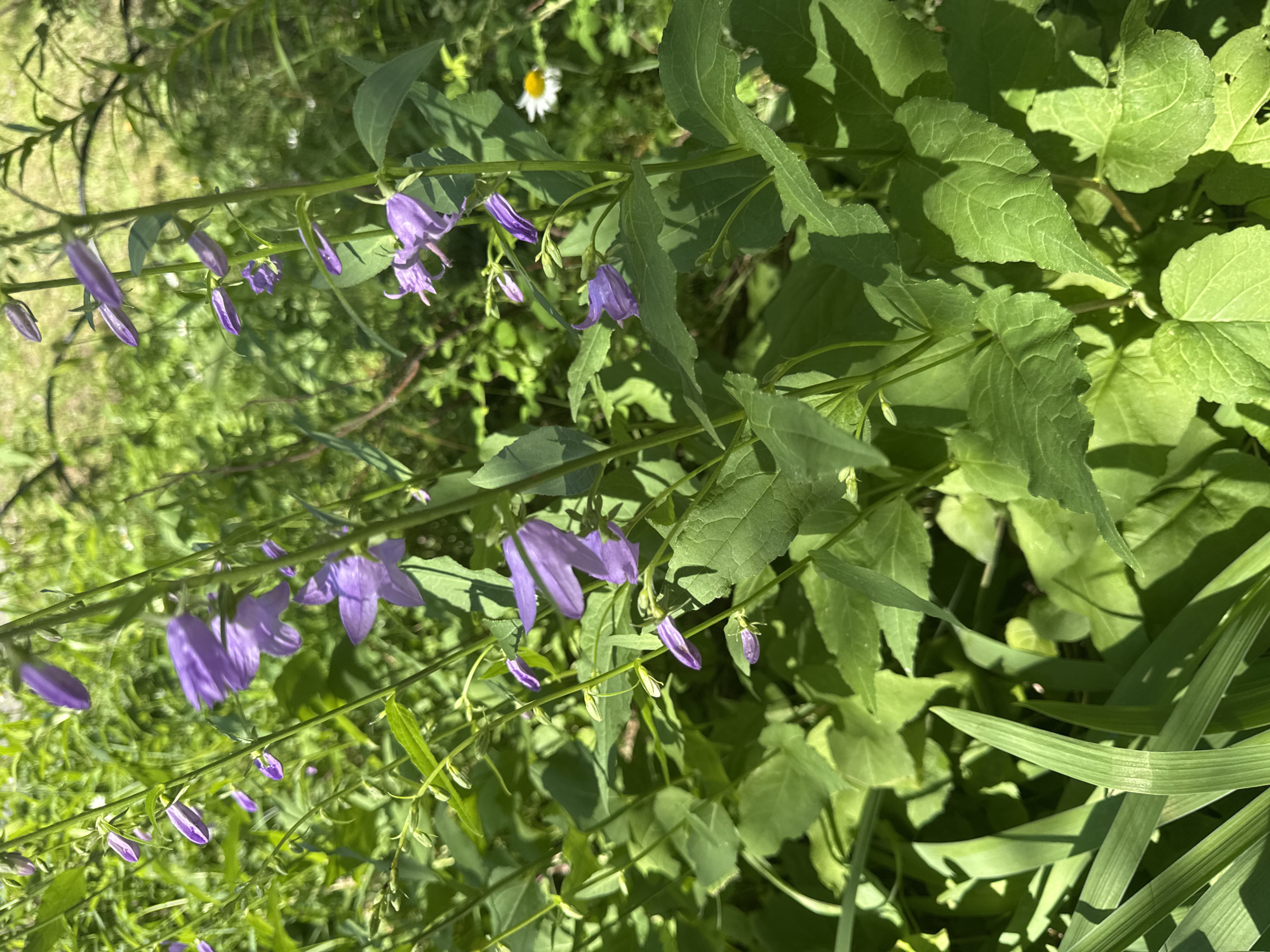 Summer flora and street details from a Surgut morning walk