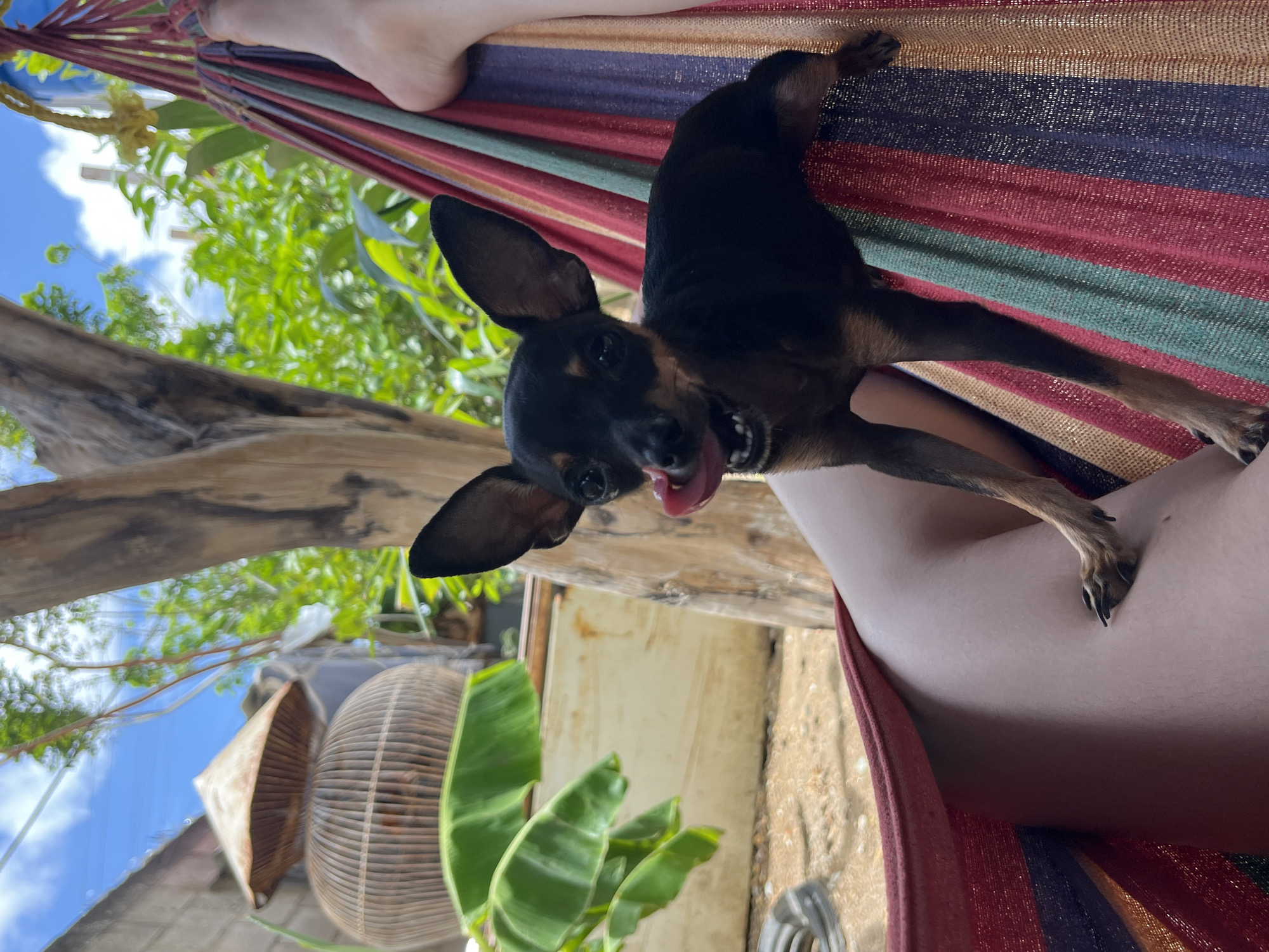 Domestic life with small dogs documented in Juan Griego