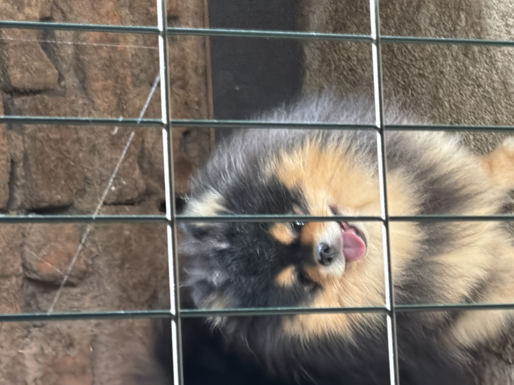 Pomeranian dog spotted in enclosure in Panagyurishte, Bulgaria