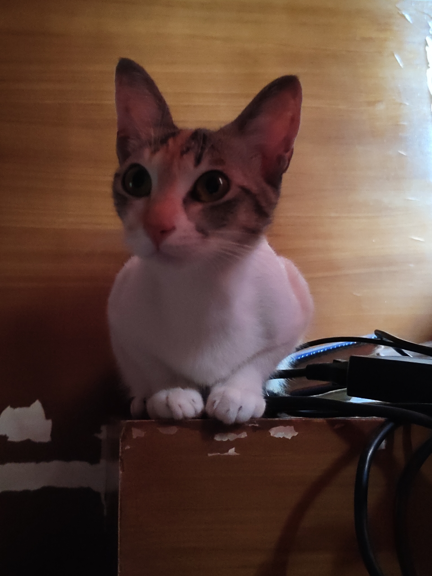 Calico cat on a wooden shelf, caught in two moments