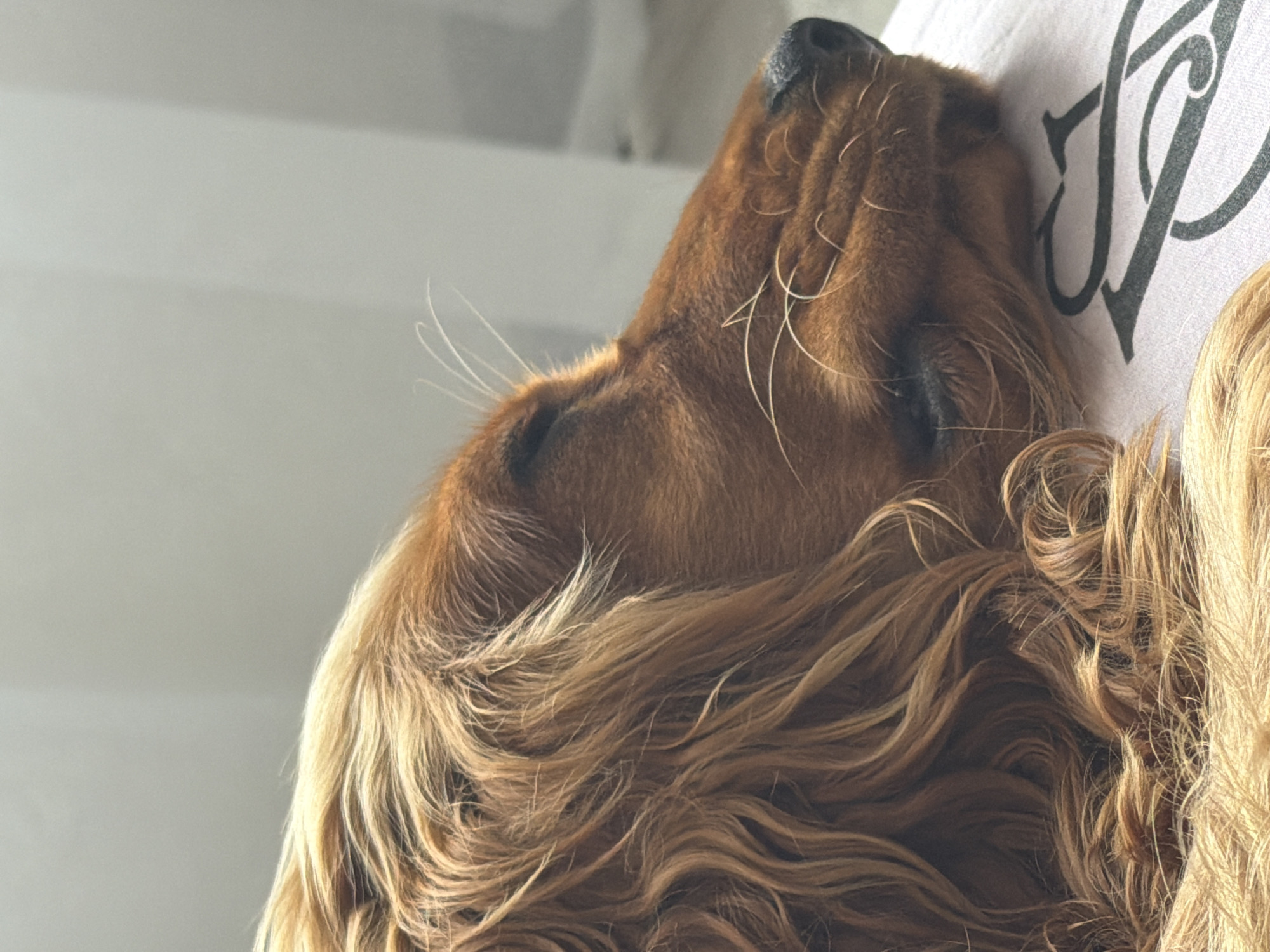 Cocker Spaniel's morning: nap time to outdoor walk in Minsk