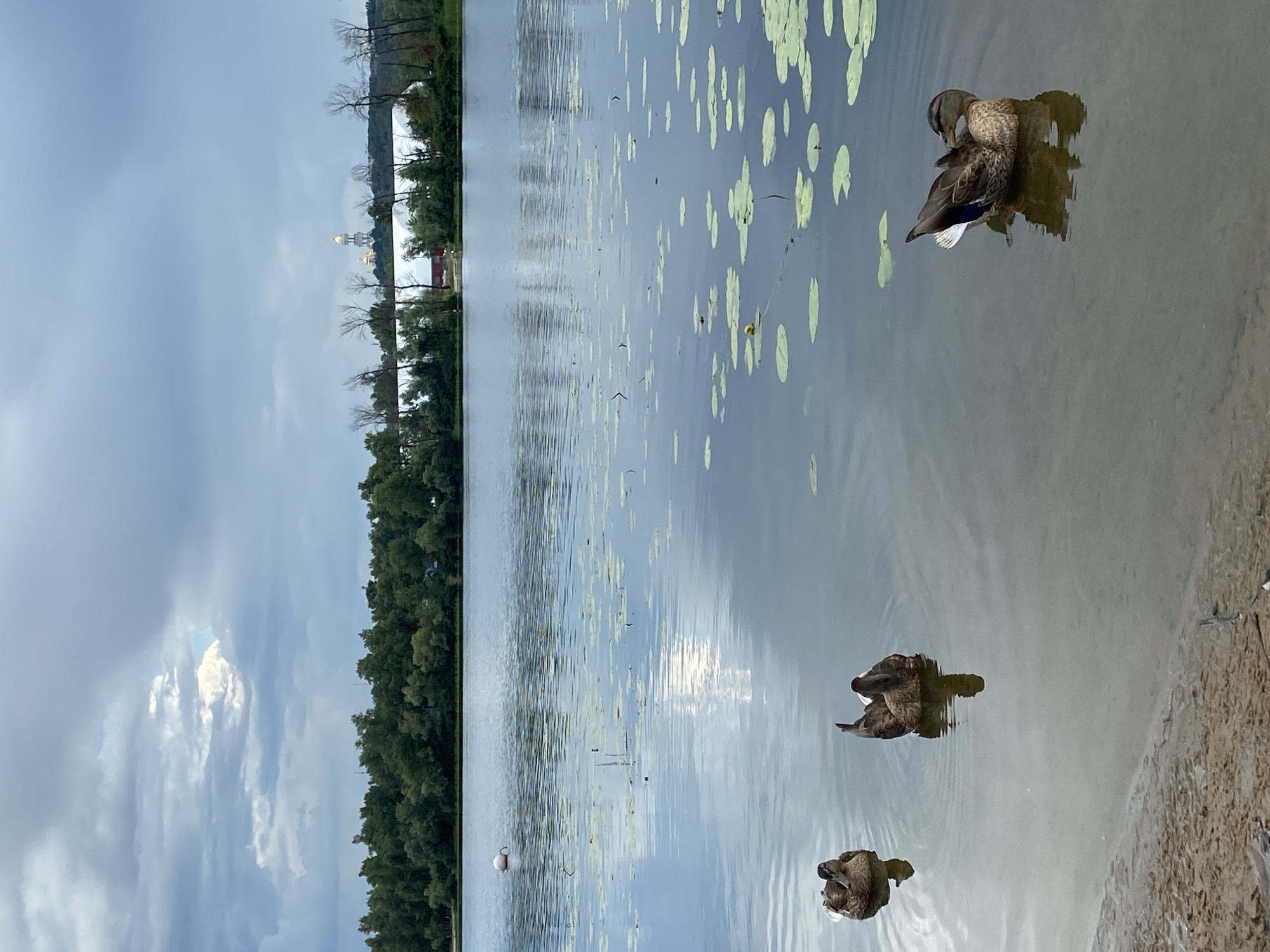 Ducks swimming and resting on a quiet lily pad pond