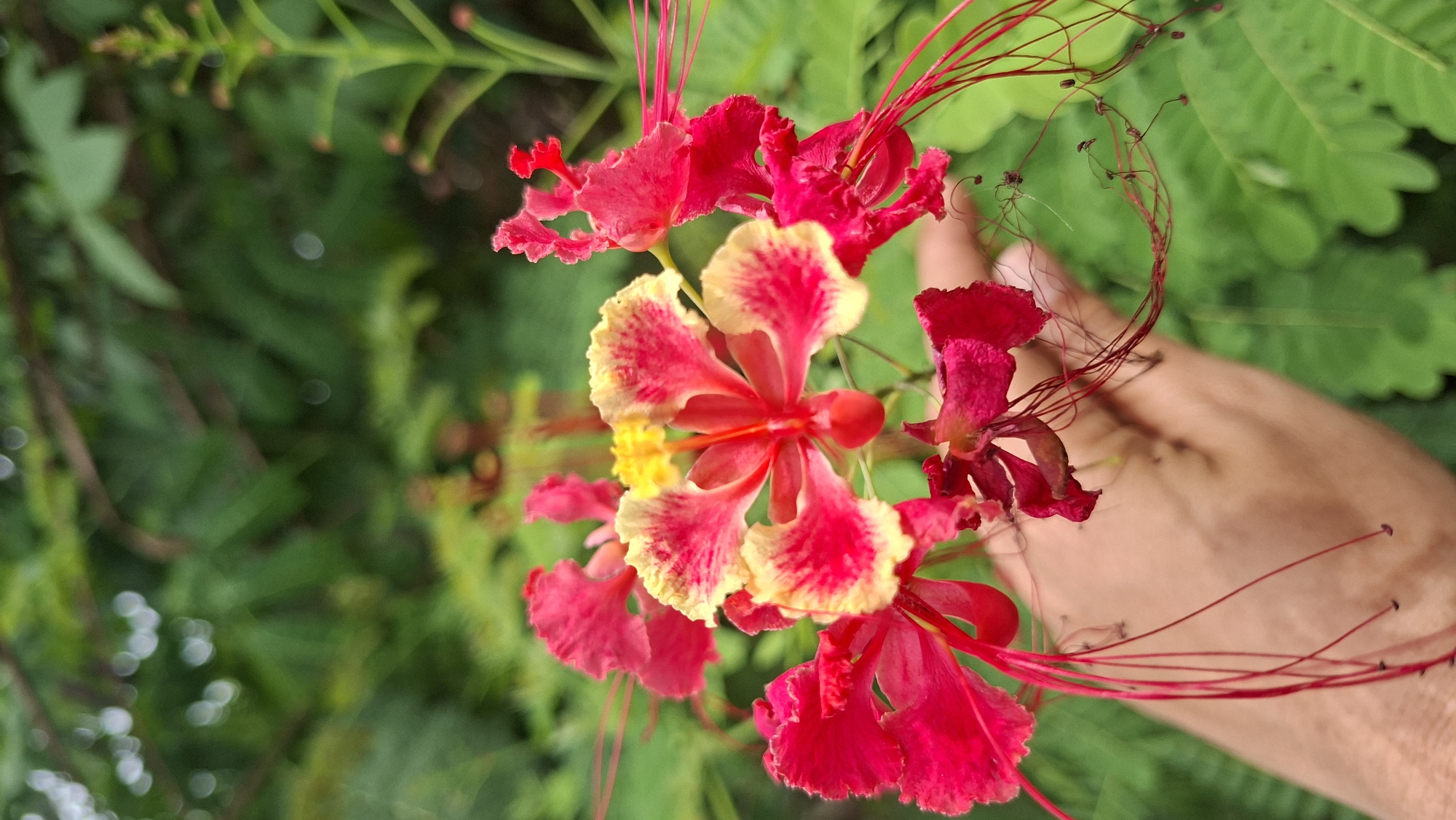 Rice paddies, wildflowers, and rural life in Kutaglumpang
