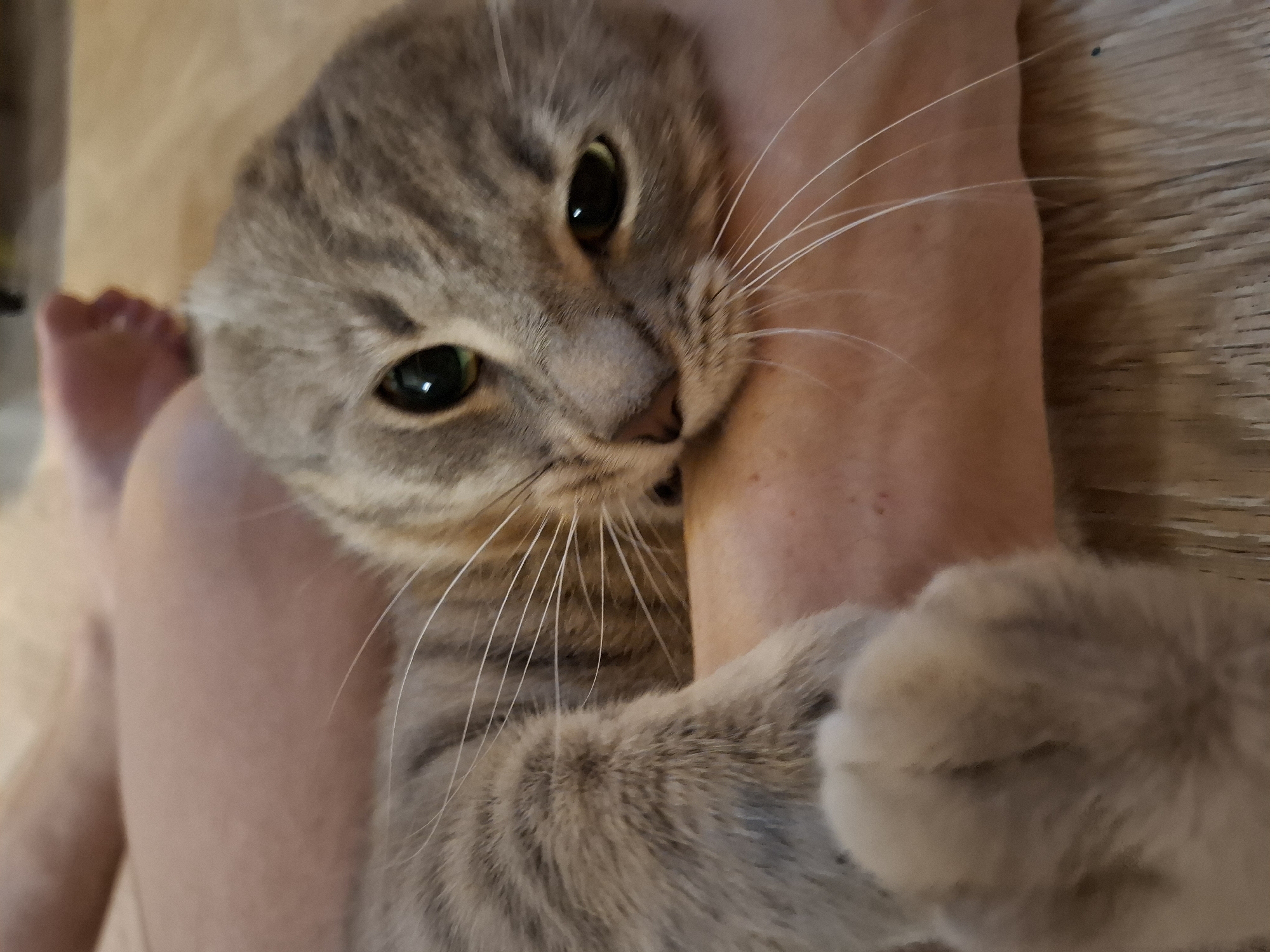 Tabby cat plays and lounges on a wooden floor in Zemun