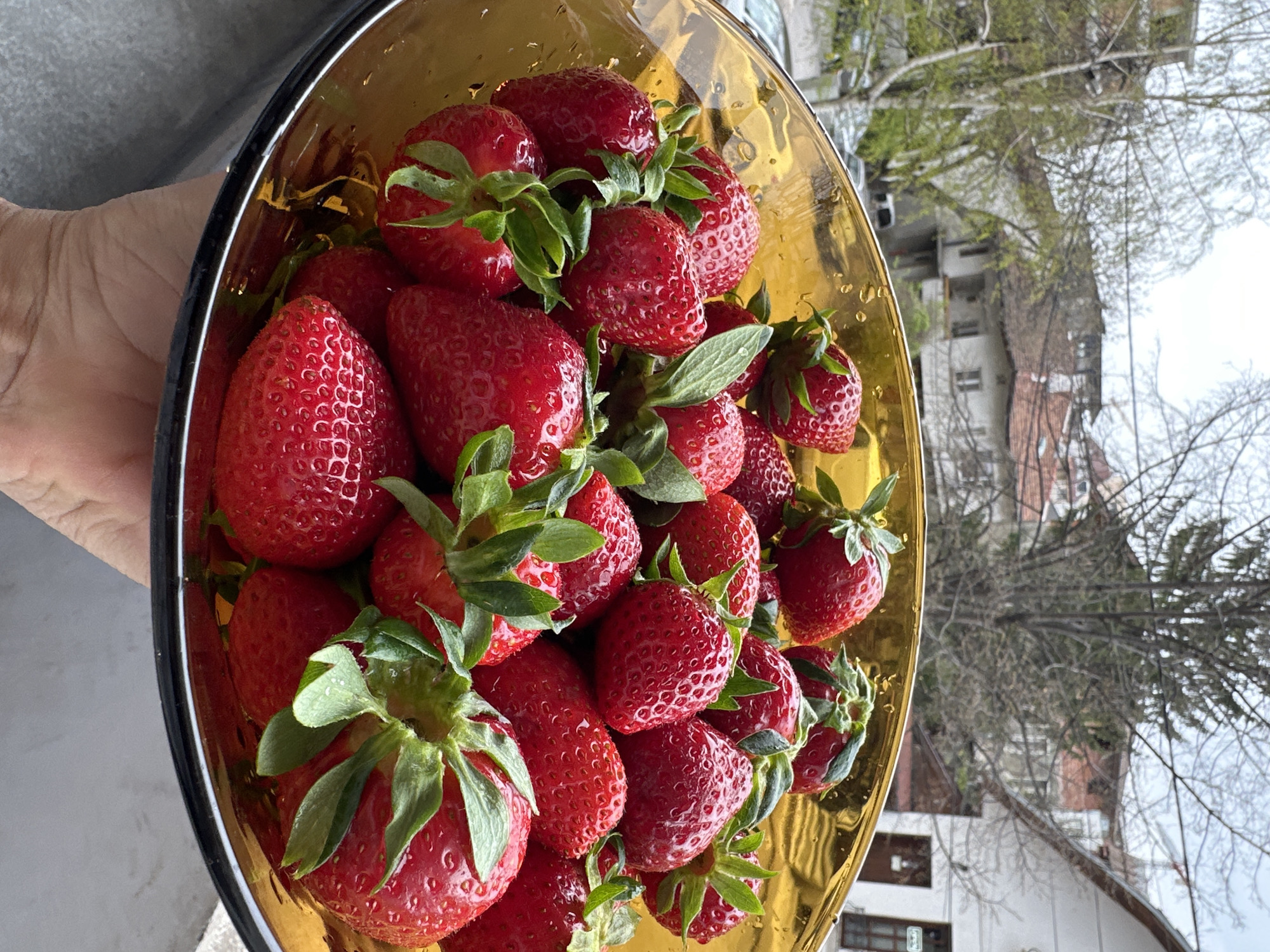 Person holds bowl of fresh strawberries in Sofia
