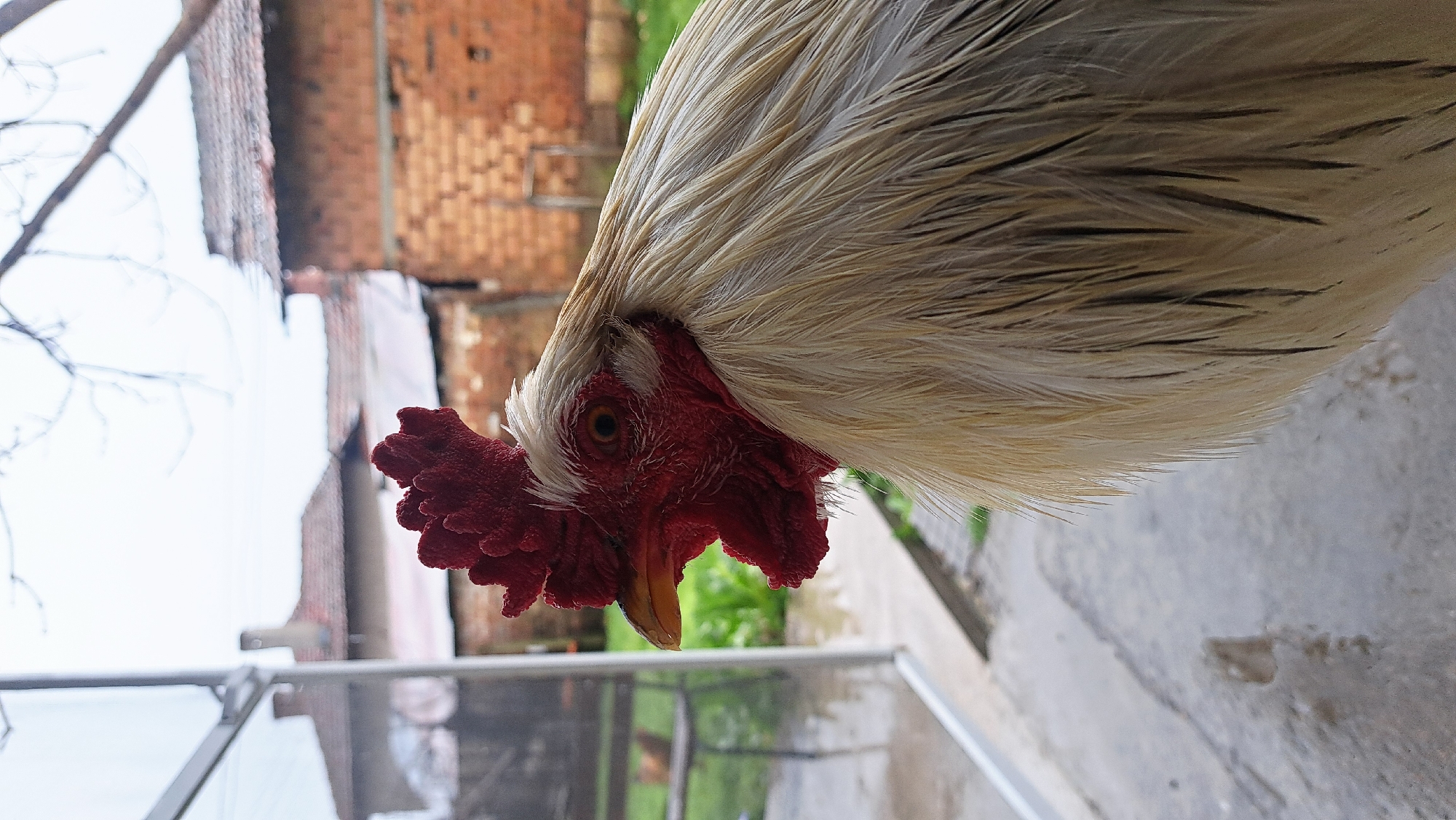 White rooster photographed in close-up in Bulgarian village