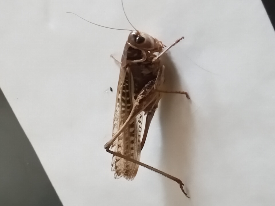 Close-up grasshopper study shots on plain and checkered surfaces