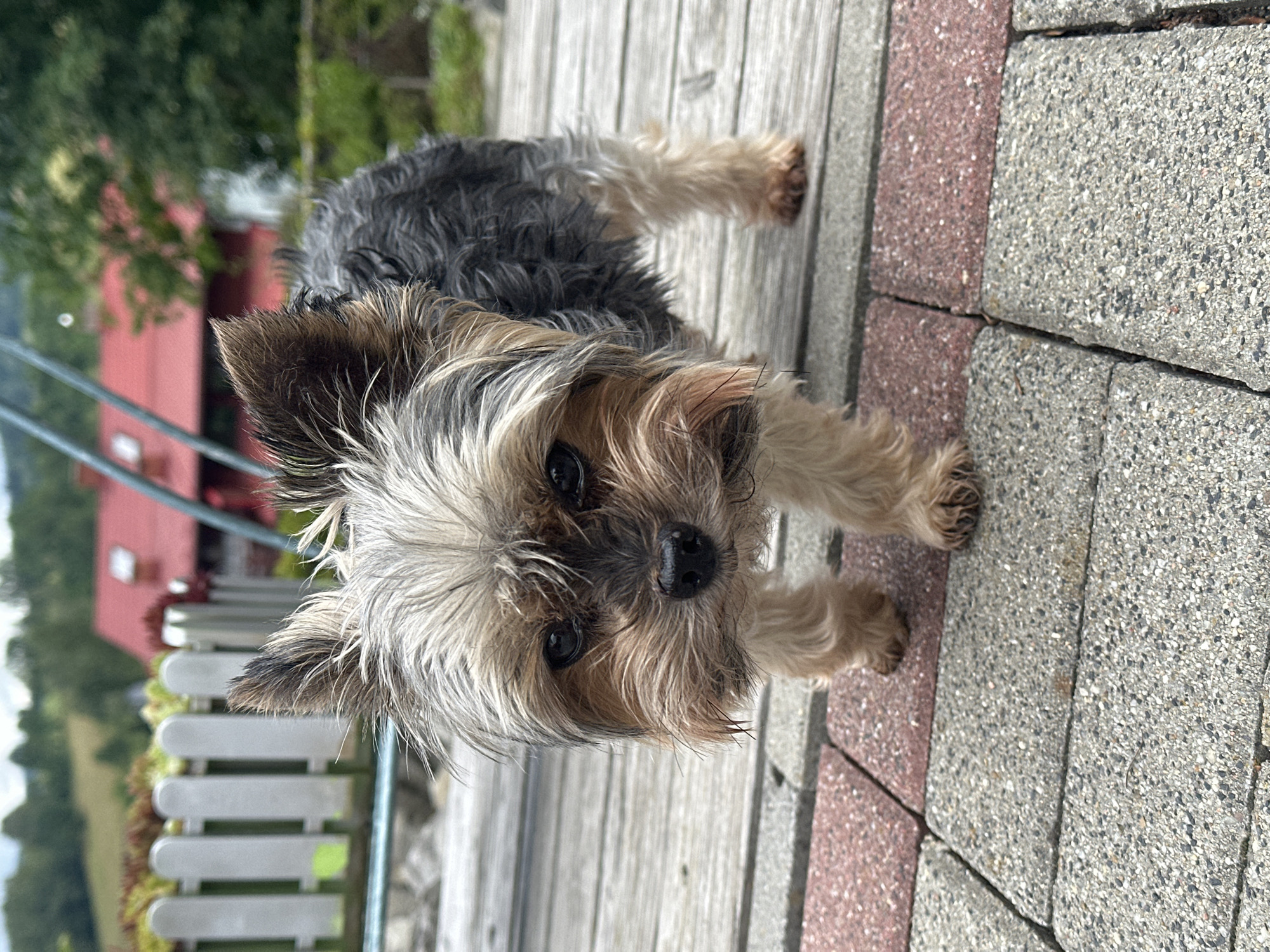 Lazy afternoon in Wisła — a dog, a snack, and cloudy skies