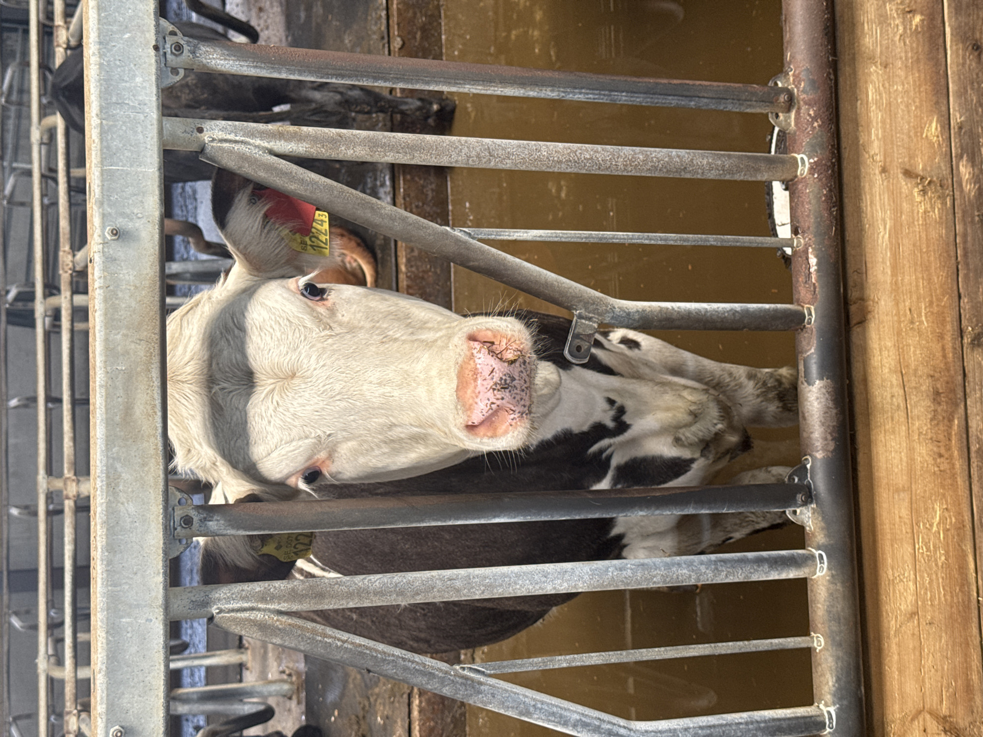Brown and white cow at a barn gate in Falköping