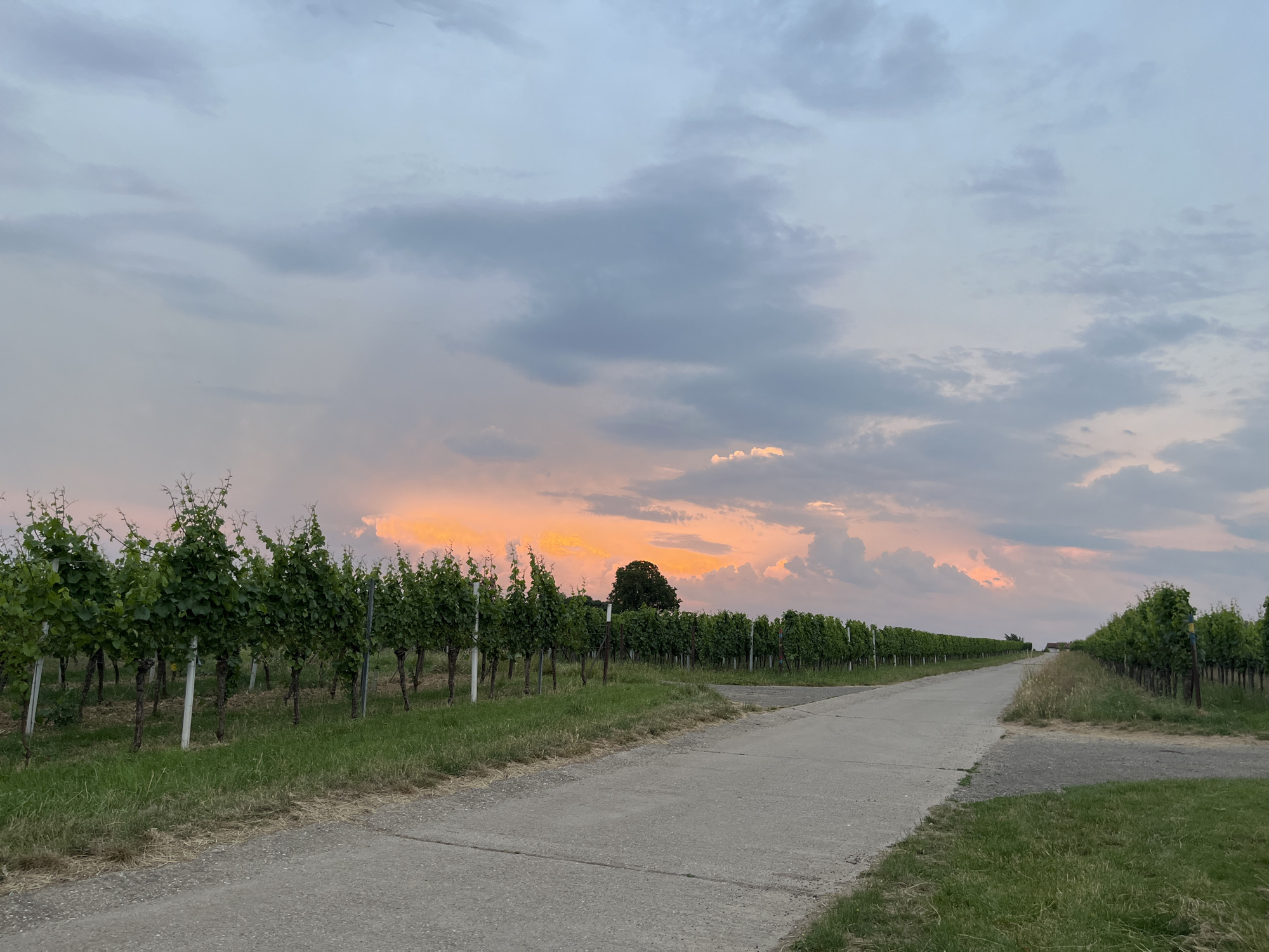 Sunset over Landau vineyards, Rhineland-Palatinate