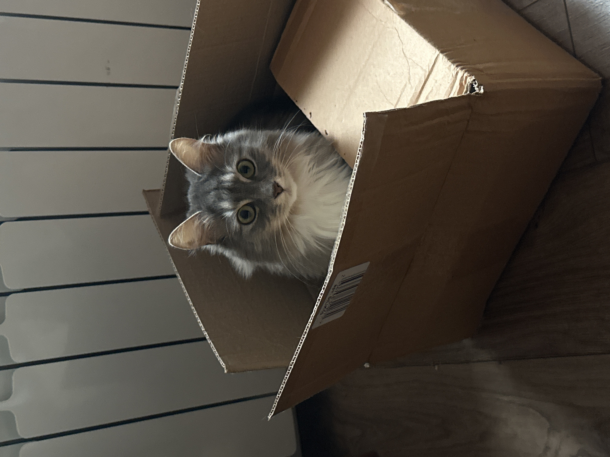 Cat found in cardboard box in Podolsk home
