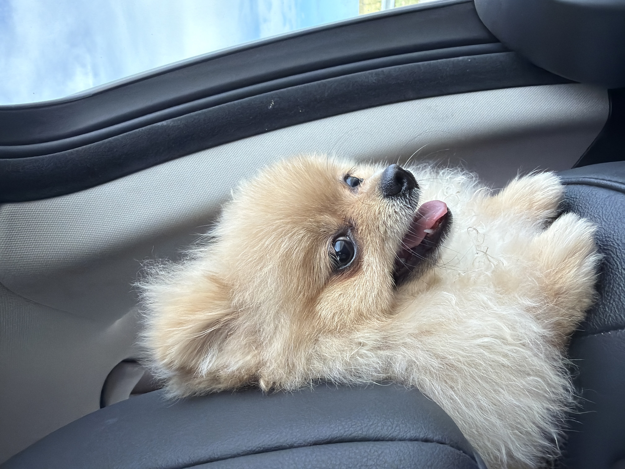 Morning highway journey with Pomeranian dog near Zheleznik, Bulgaria