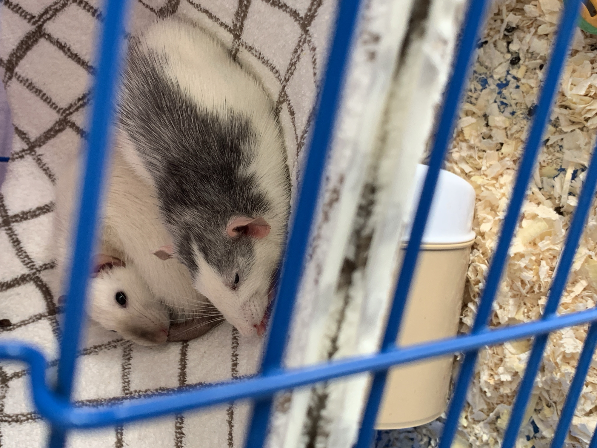 Stavropol resident documents pet rats and tabby cat Sunday morning