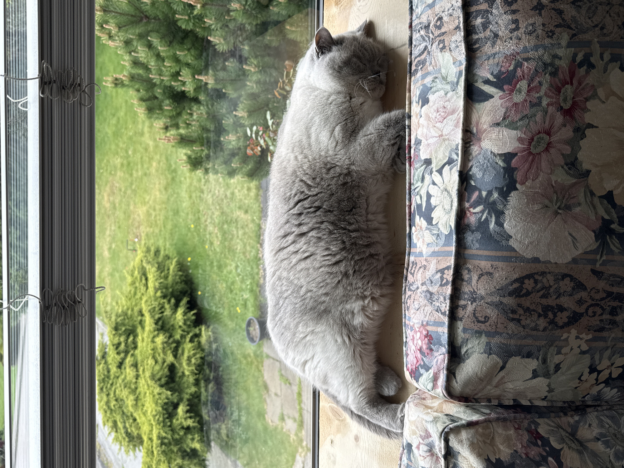 Cat sleeps peacefully on window sill in Coquitlam home