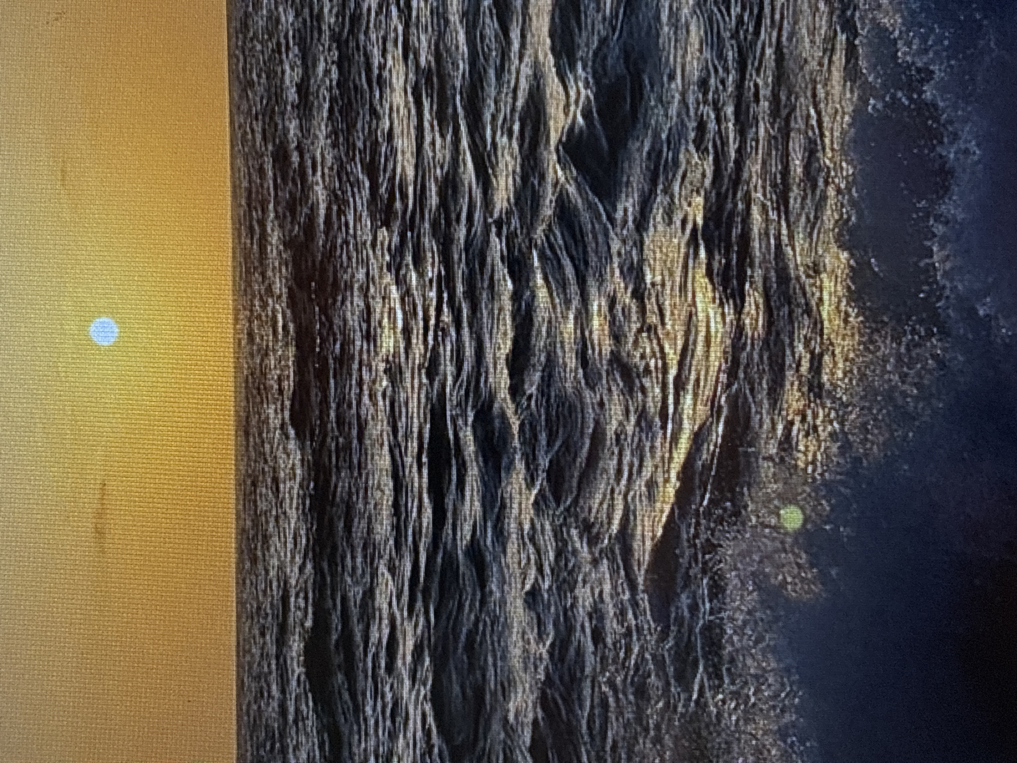 Tree trunk documented against textured wall in Bat Yam