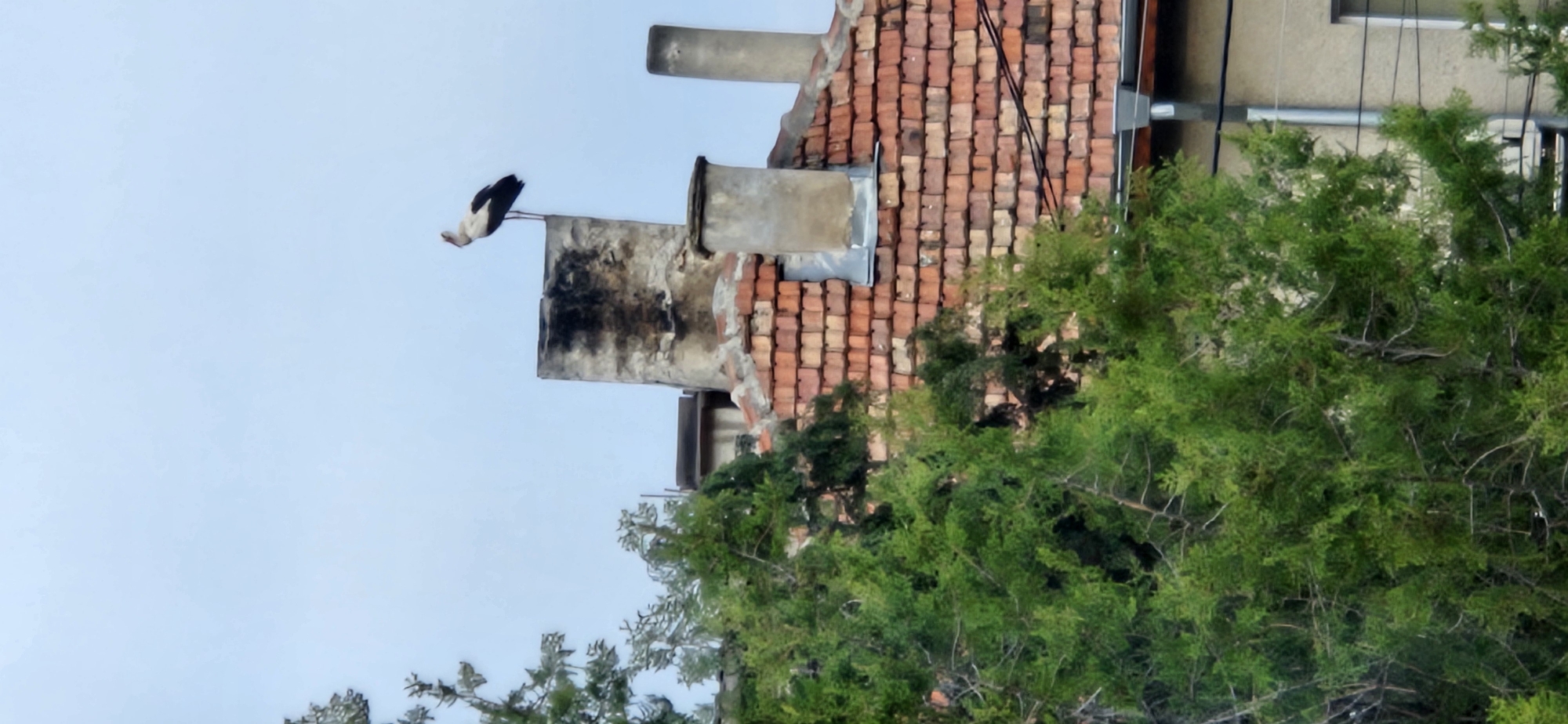 Stork spotted on rooftop chimney in Blagoevgrad, Bulgaria