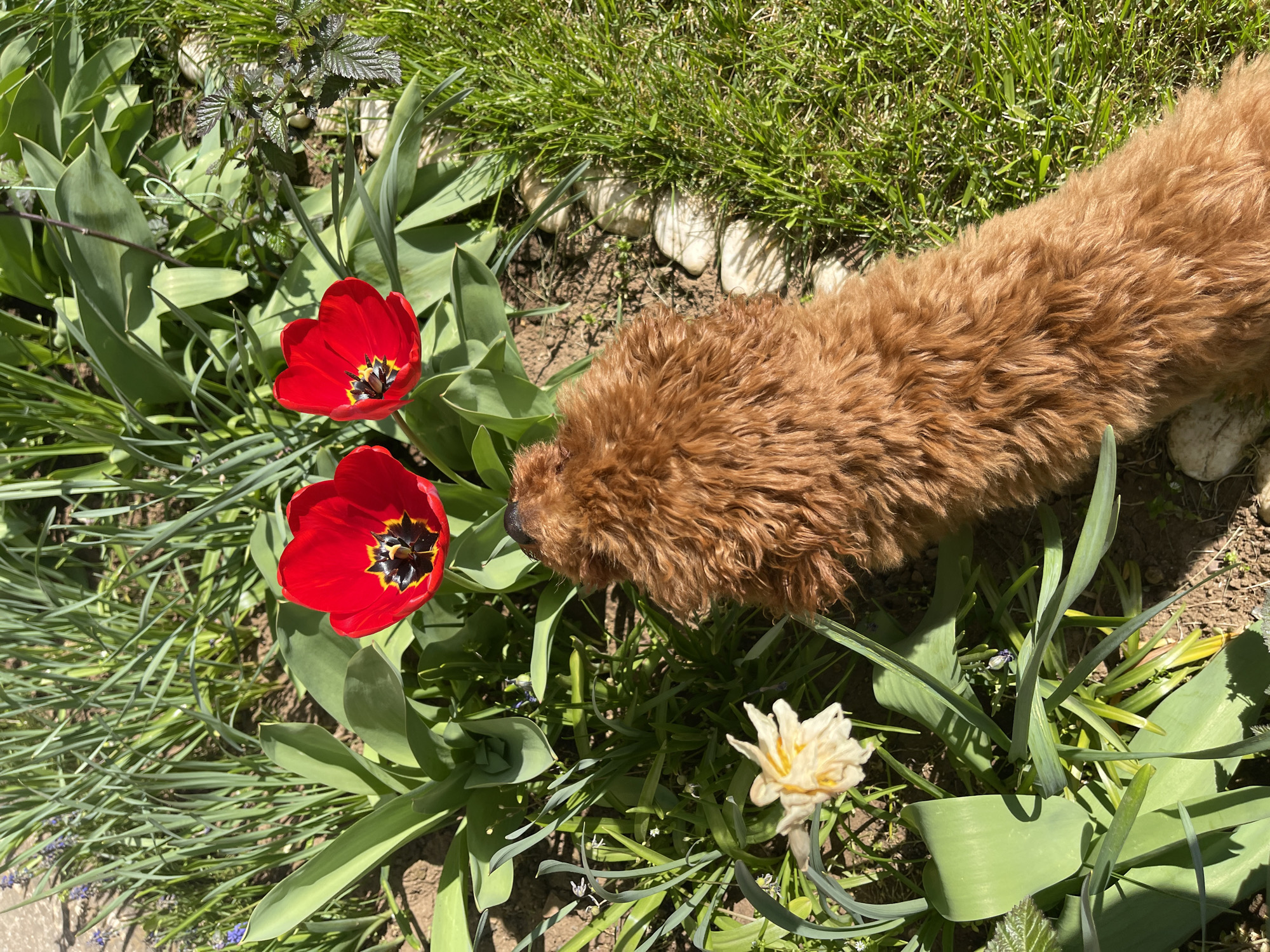 Morning pet activities captured across Sofia residential area