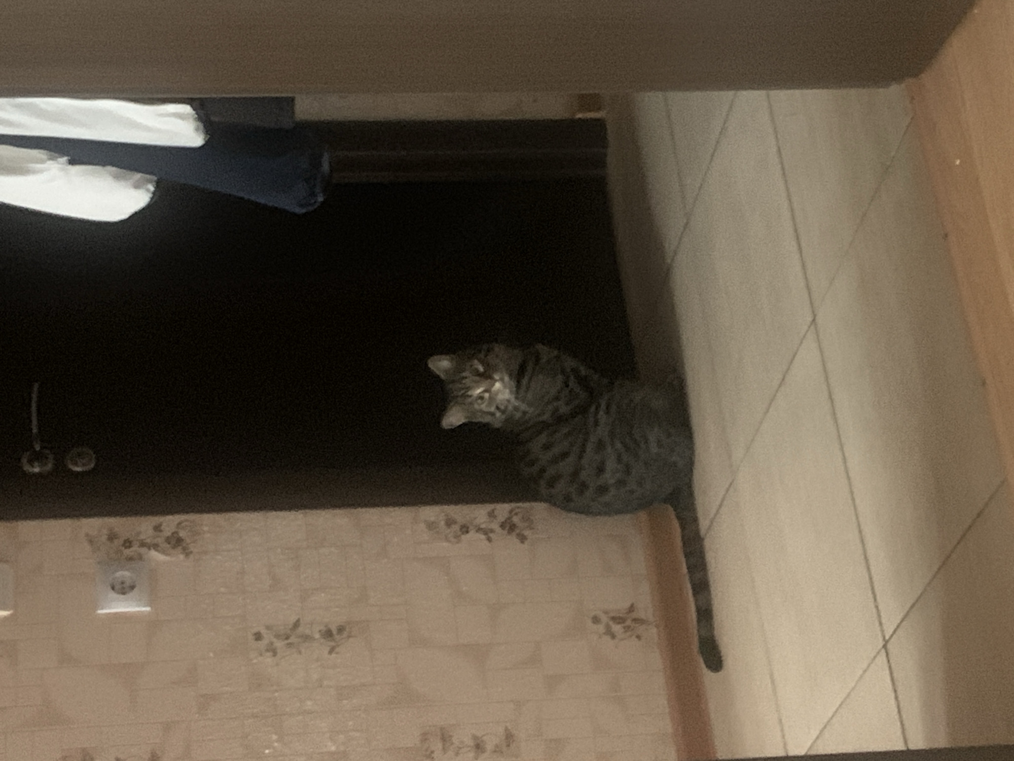 Tabby cat spotted in various indoor locations in Stavropol