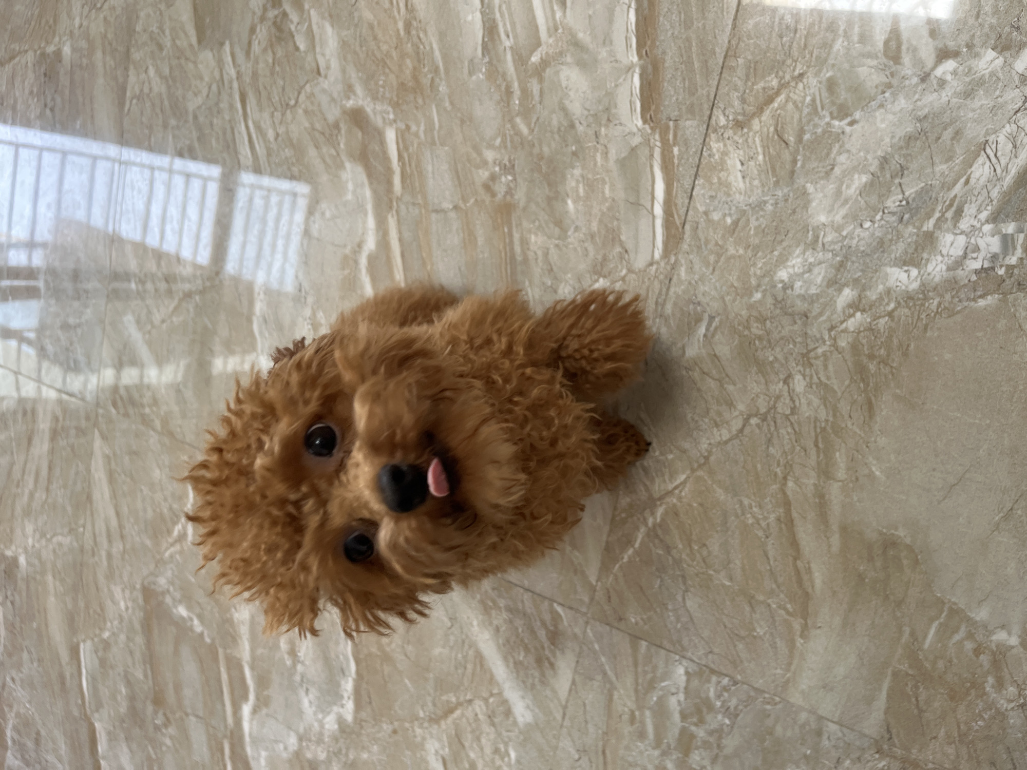 Poodle rests indoors in Bắc Nha Trang residential area