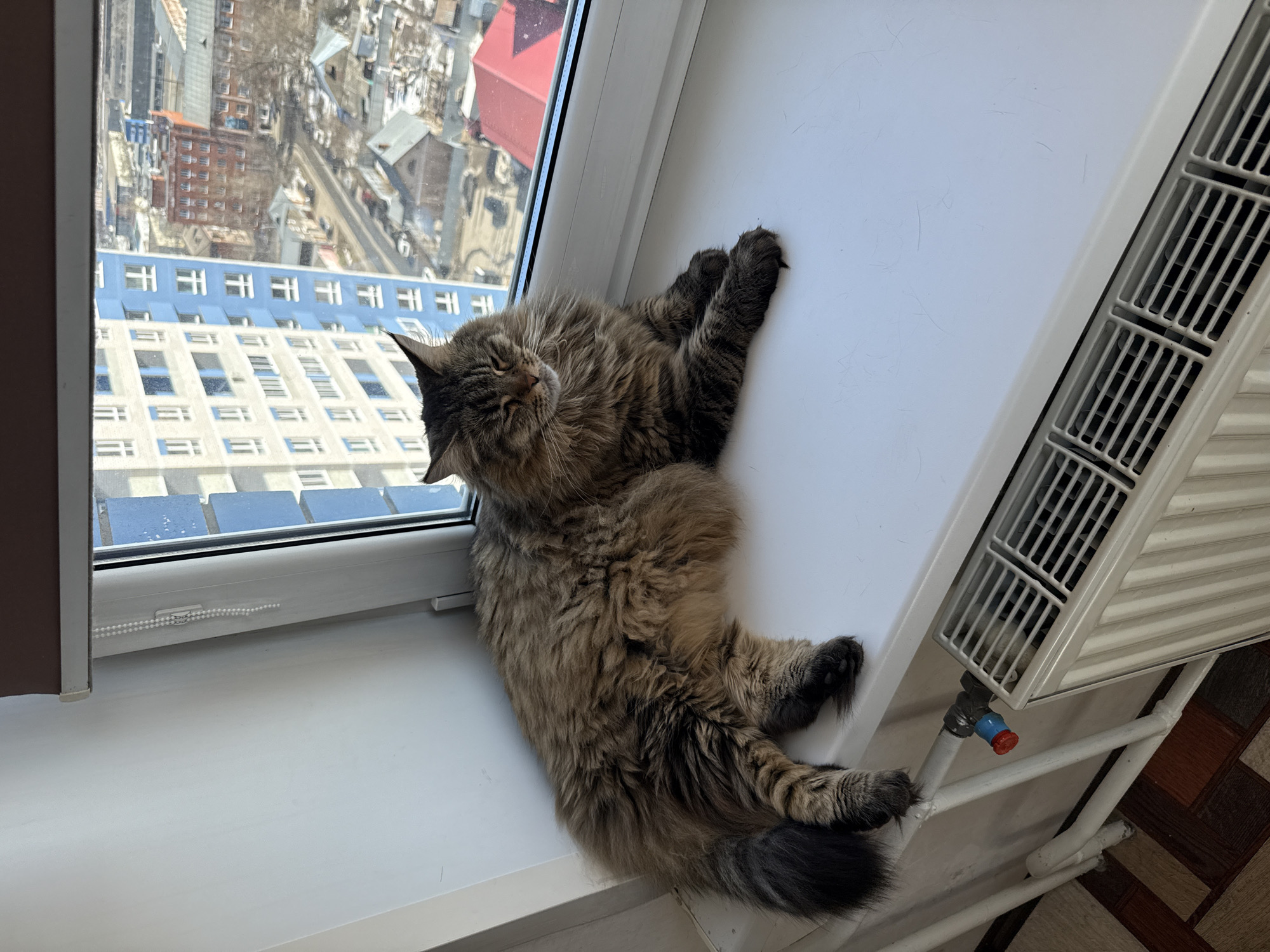 Tabby cat rests on windowsill in Izhevsk apartment