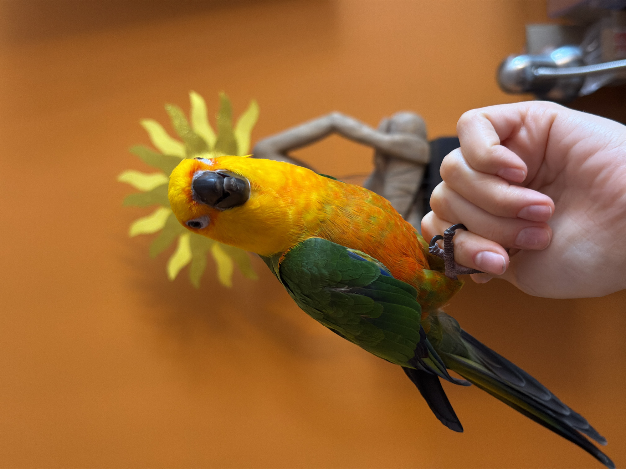 Casual indoor snapshots and a colorful parrot, Khimki