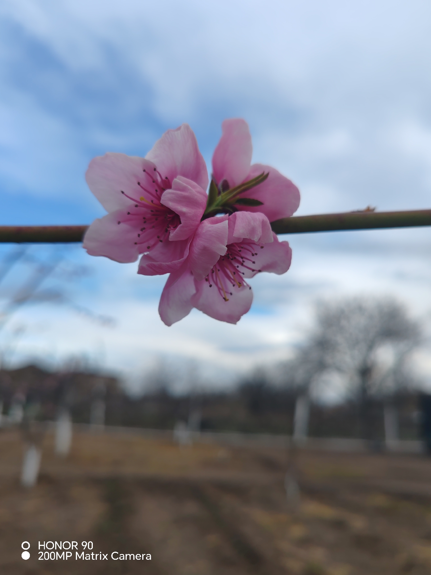 Spring blooms and traditional bread baking documented in Rosen, Bulgaria