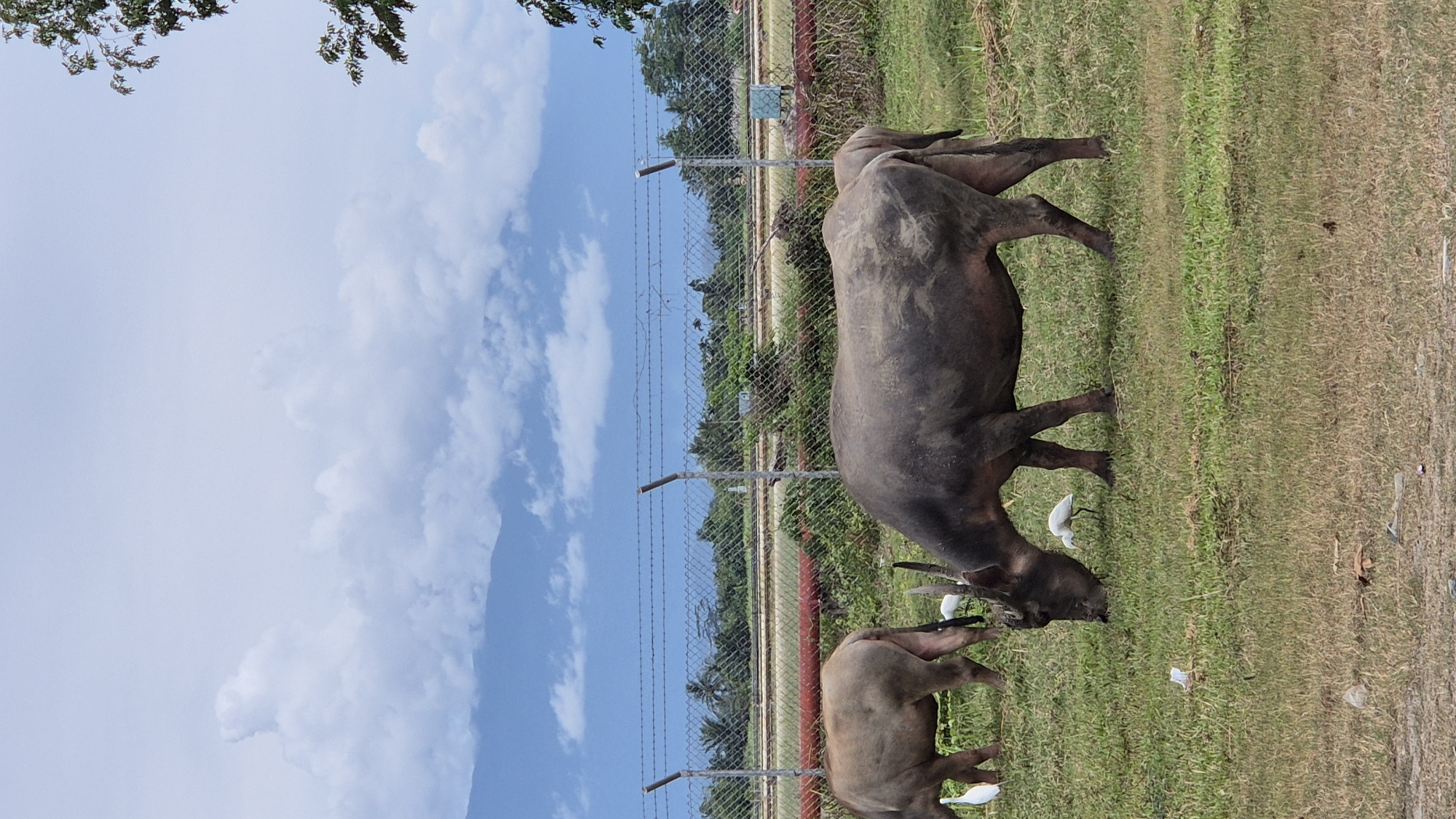 Water buffalo grazing near a fence in rural Gampongpaya
