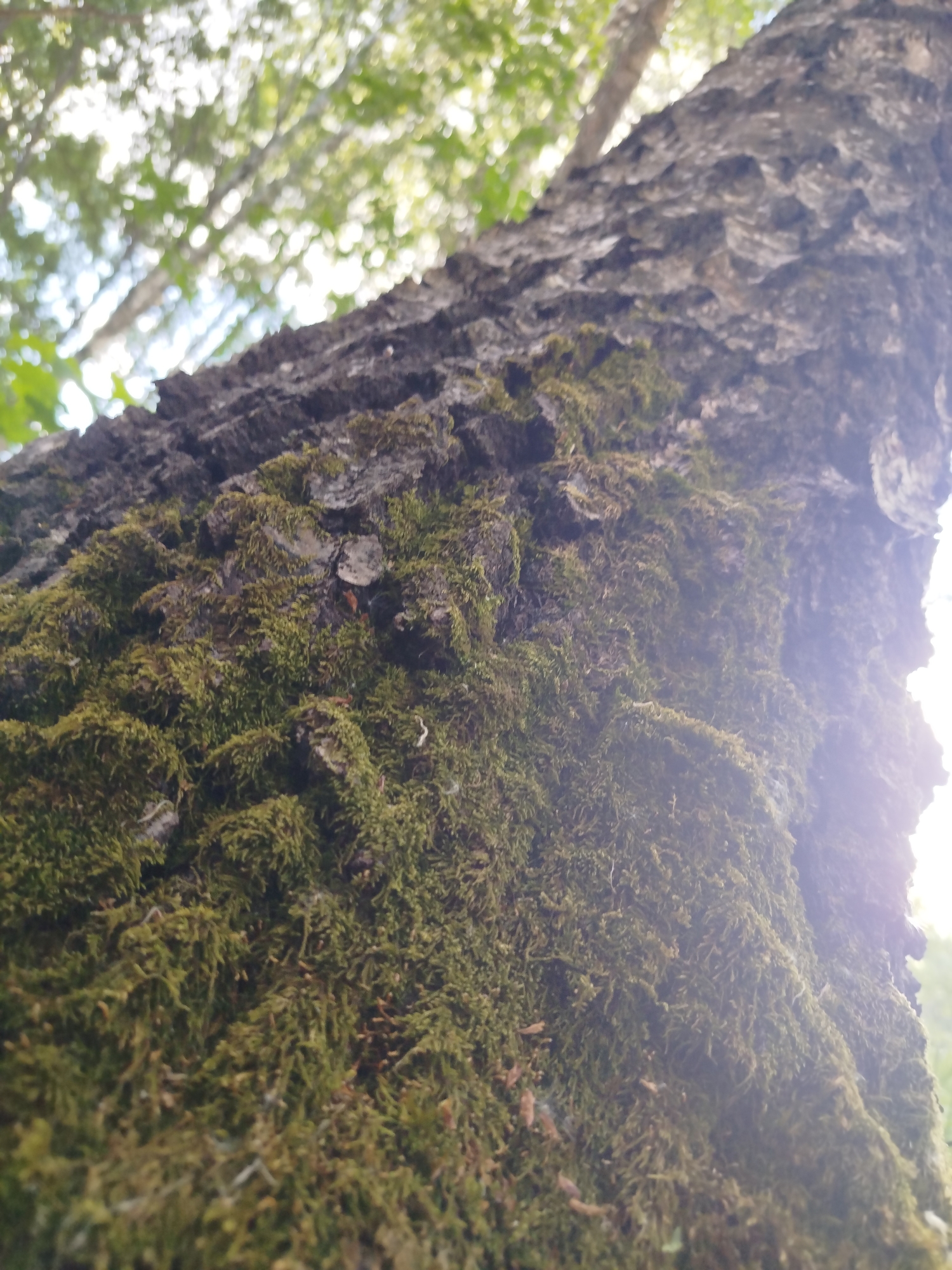 Nature walk documented through Noginsk forests, spring observations captured