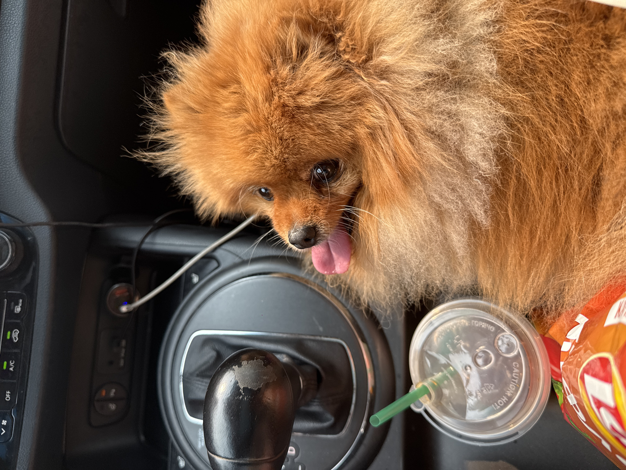 Pomeranian co-pilot cruises through Krasnoyarsk in a Kia