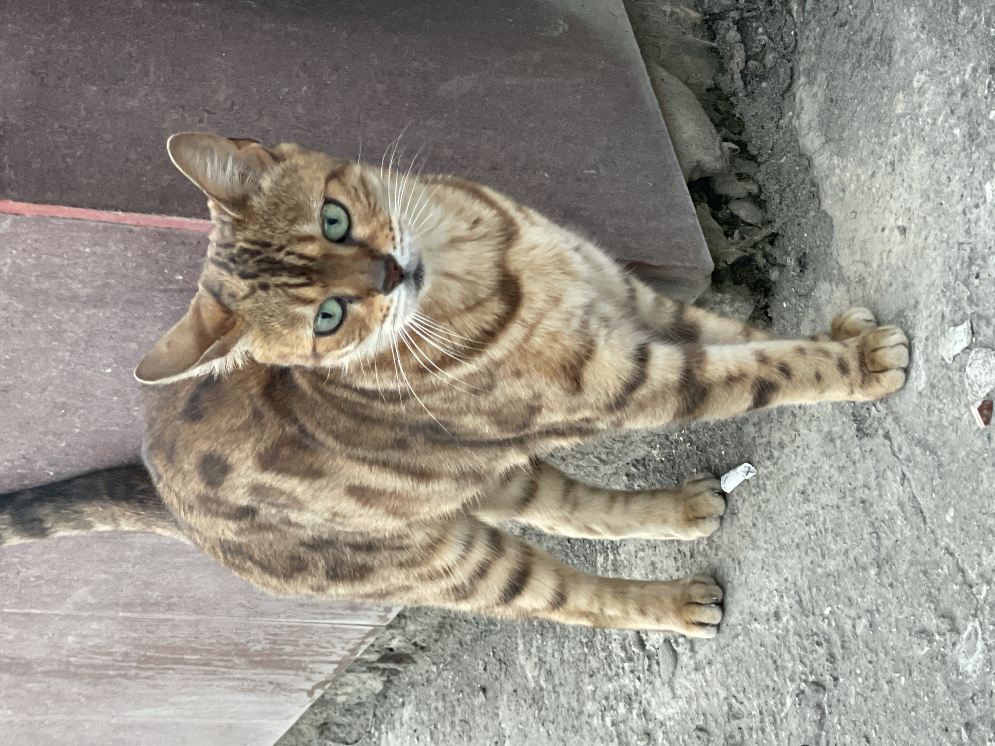 Bengal Cat Spotted Roaming Residential Area in Sochi