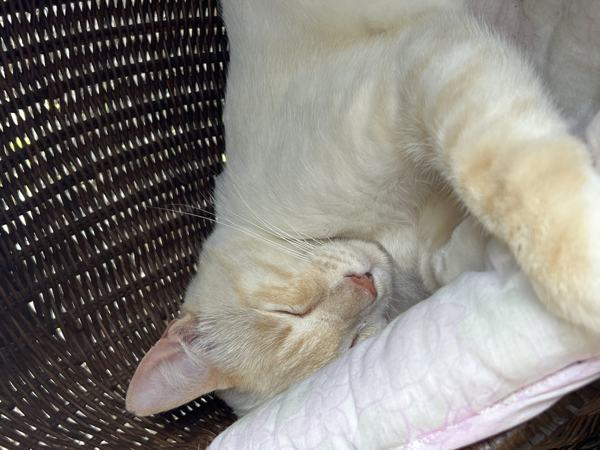 Cat napping in a basket, Sochi