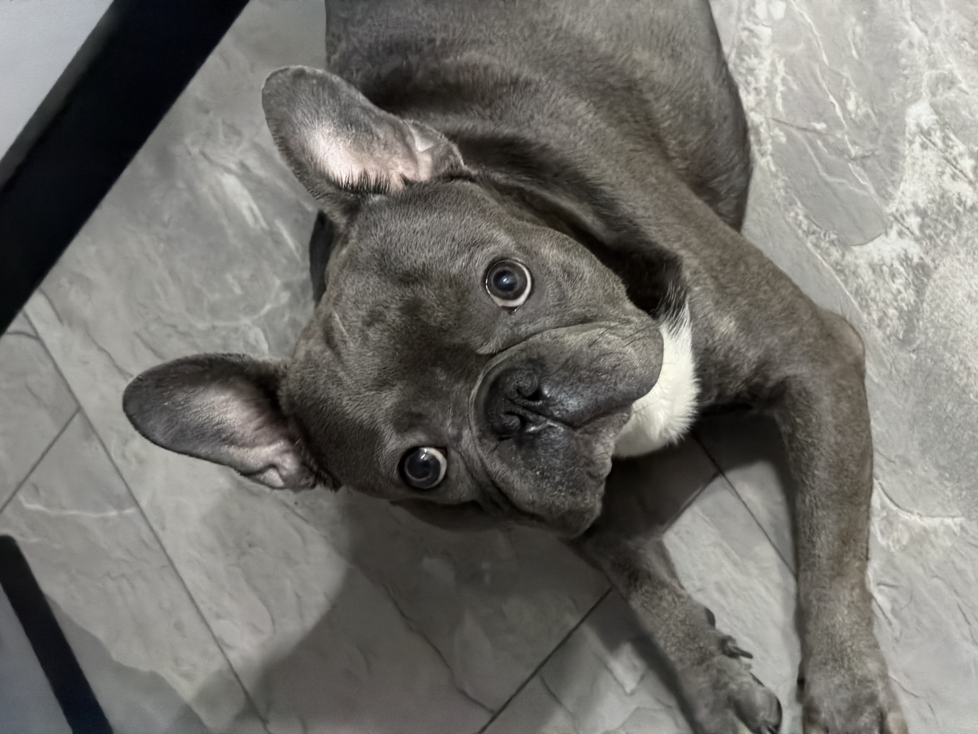 French Bulldog relaxes on tiled floor in Ruse