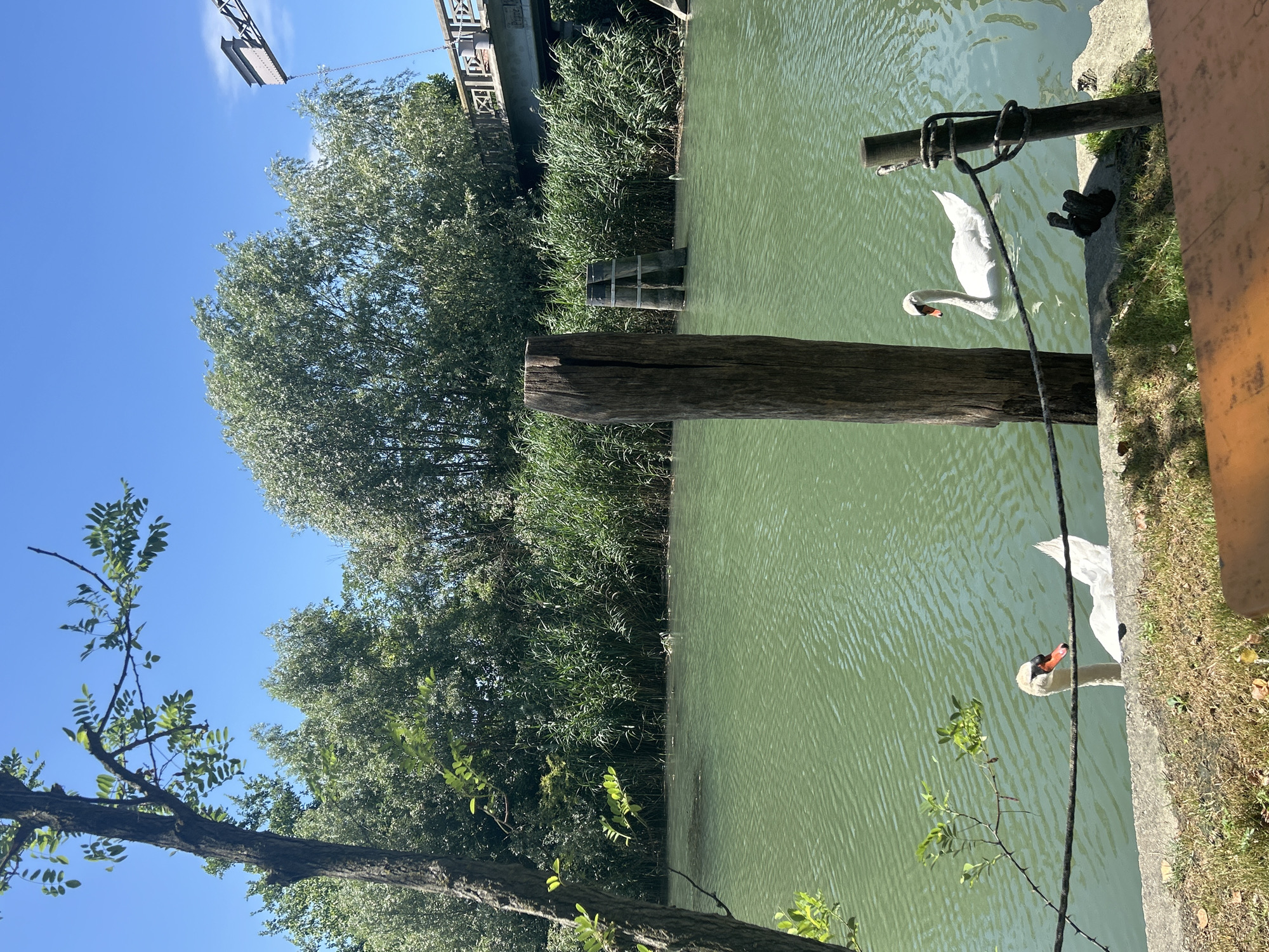 Swans on a sun-lit canal in San Donà di Piave