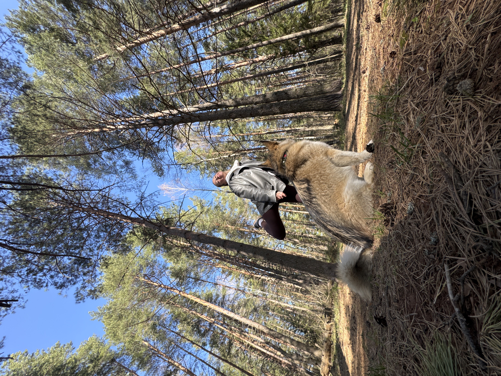 Person walks with dog through pine forest in Russia